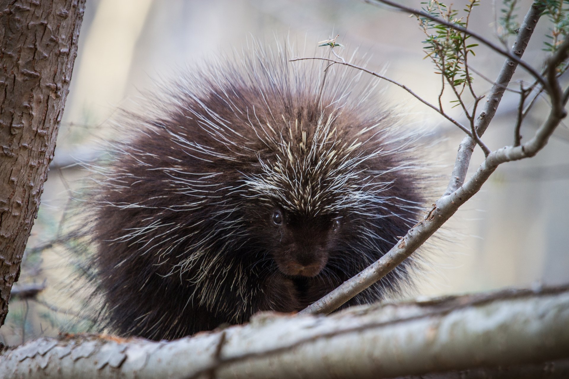 A porcupine with its hair sticking straight out on a branch.