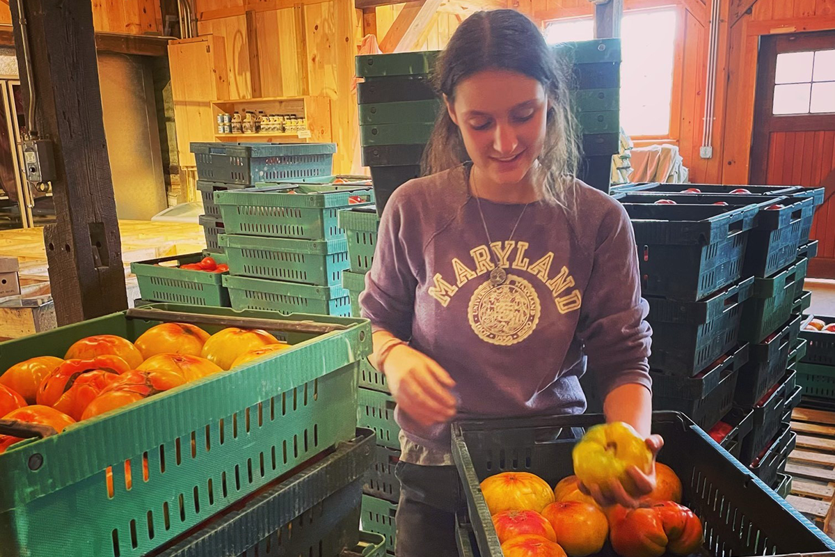 Girl with a purple sweatshirt holds a large vegetable in her hand, moving it from one bucket to another.