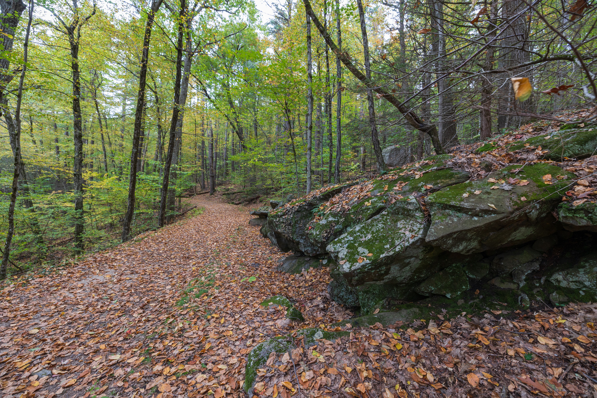 Leaf covered trail