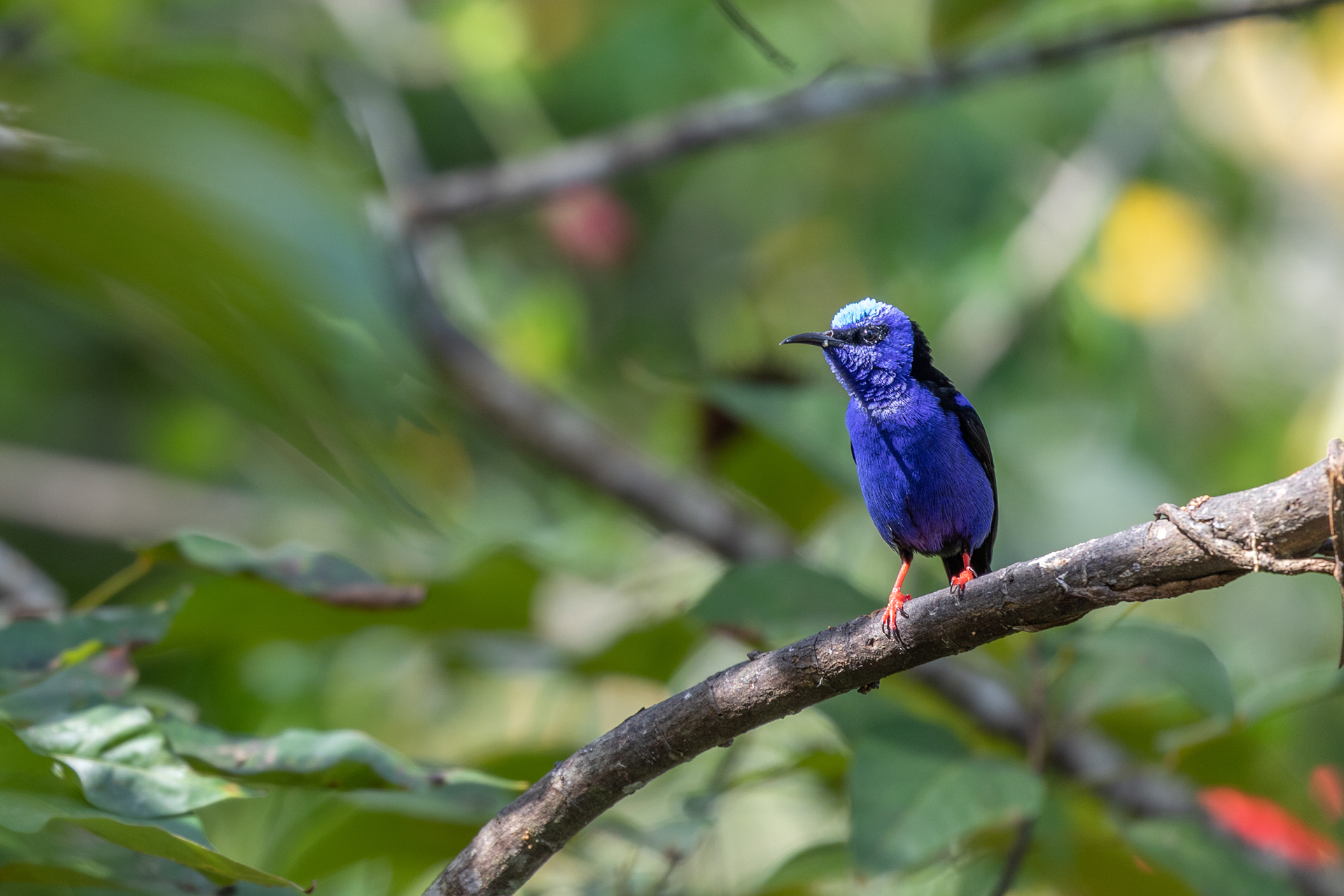 blue and black bird with red feet on a branch in Belize