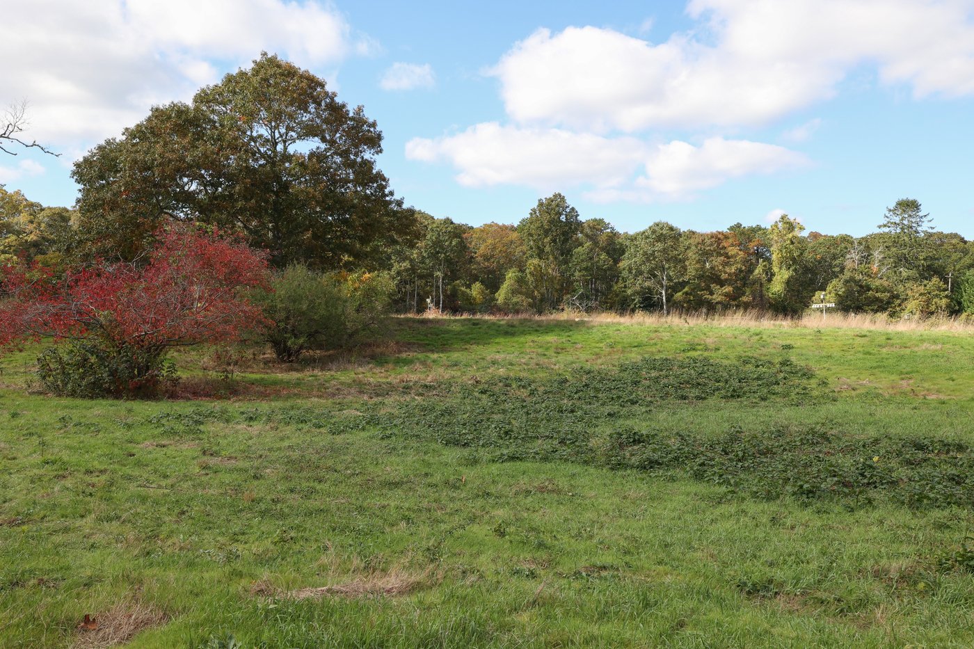 Meadow with a red tree and green trees in the background