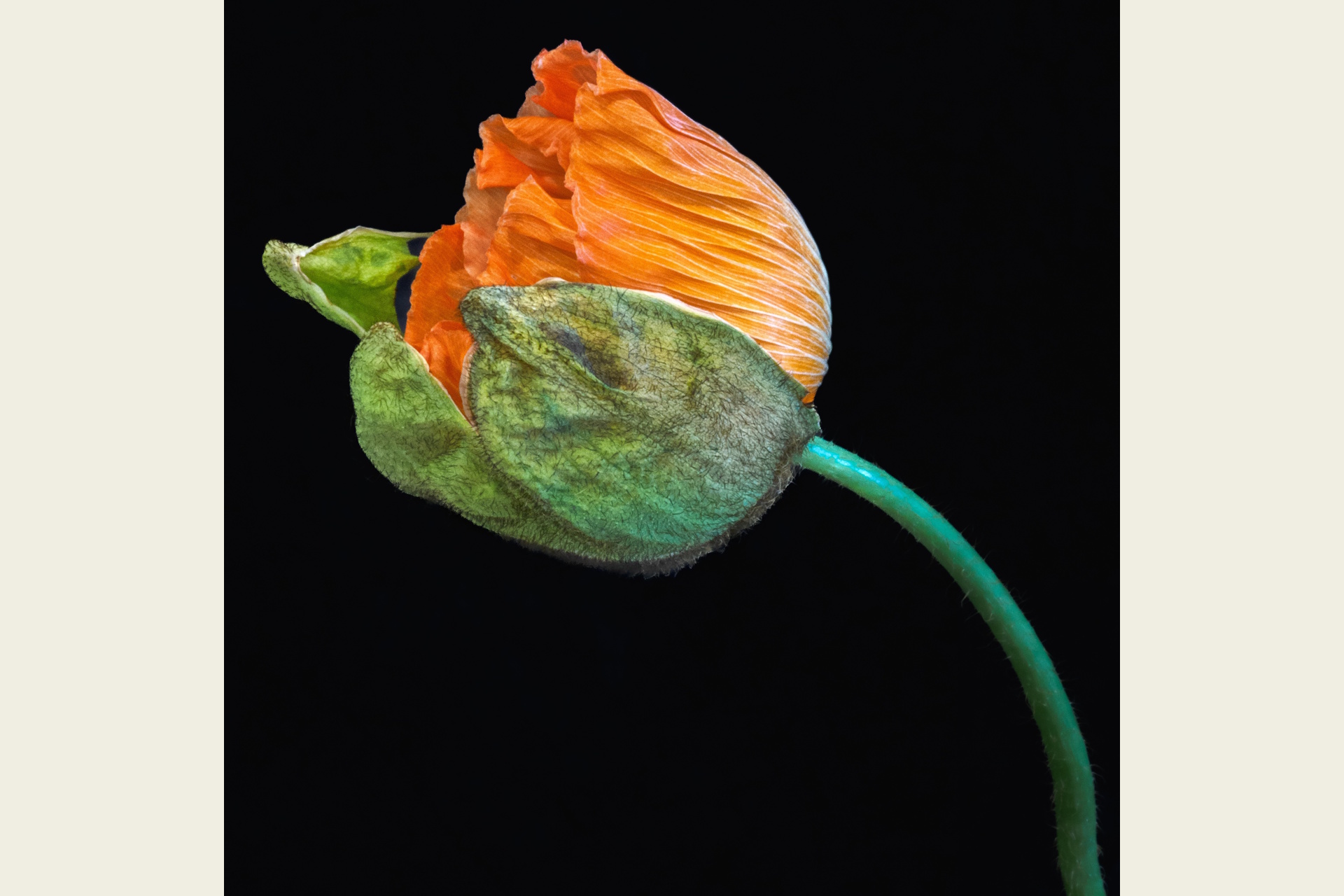 Photograph of an orange flower against a black background