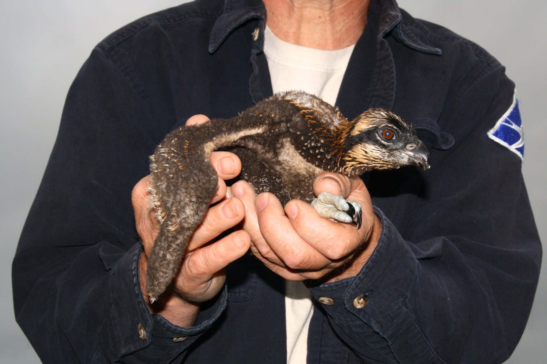 Mass Audubon staff holding a baby osprey