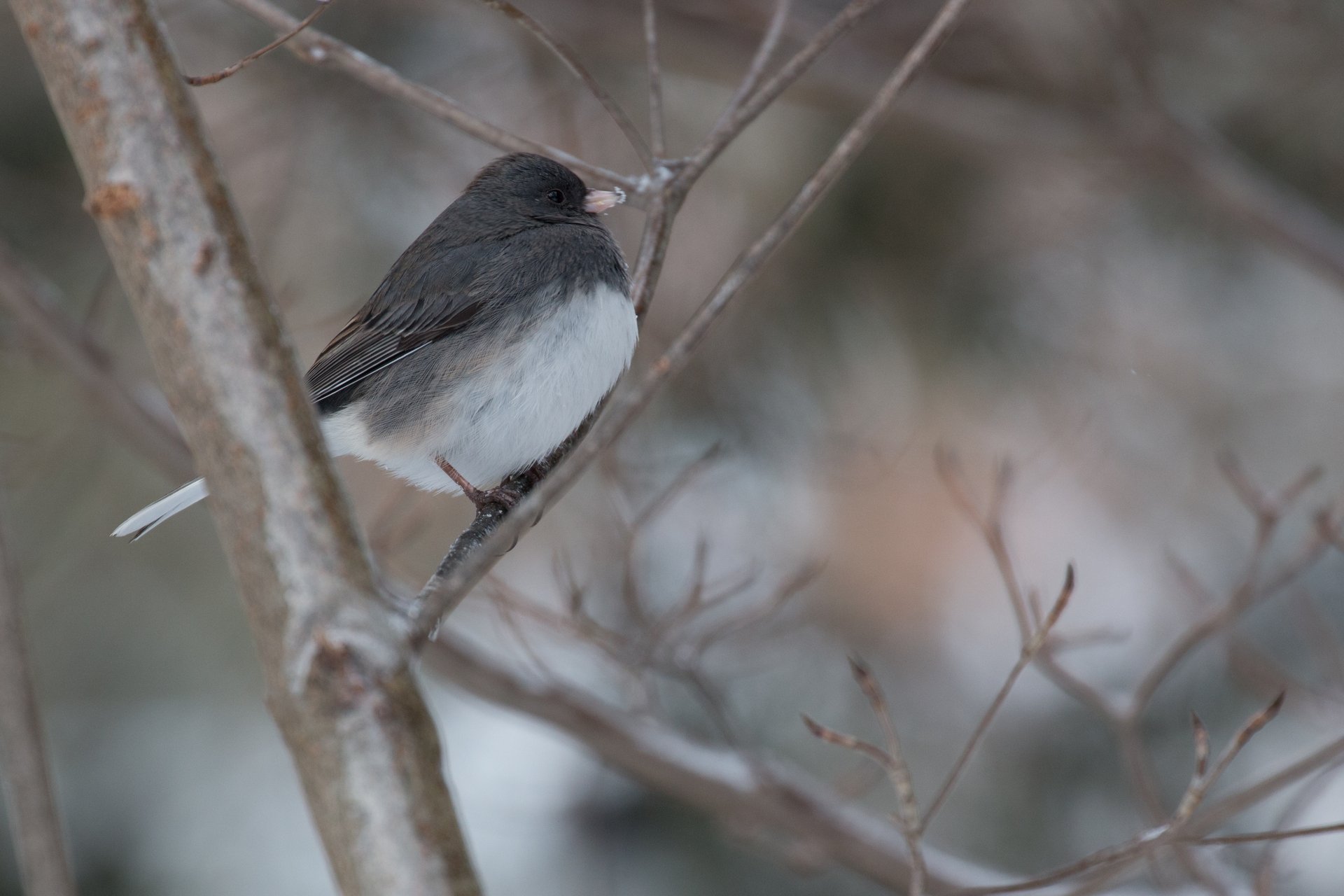 Small grey and white bird perched on branch