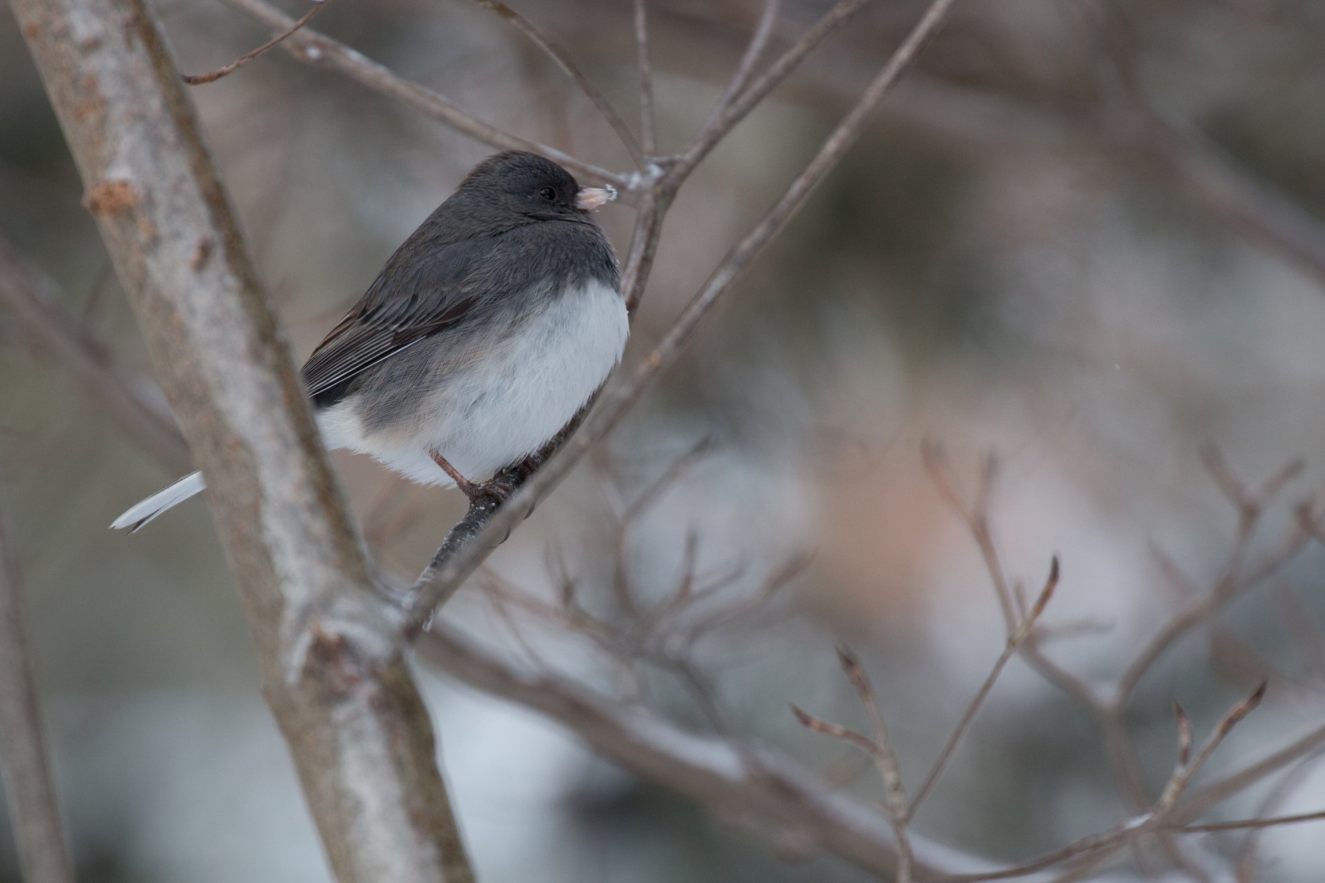 Small grey and white bird perched on branch