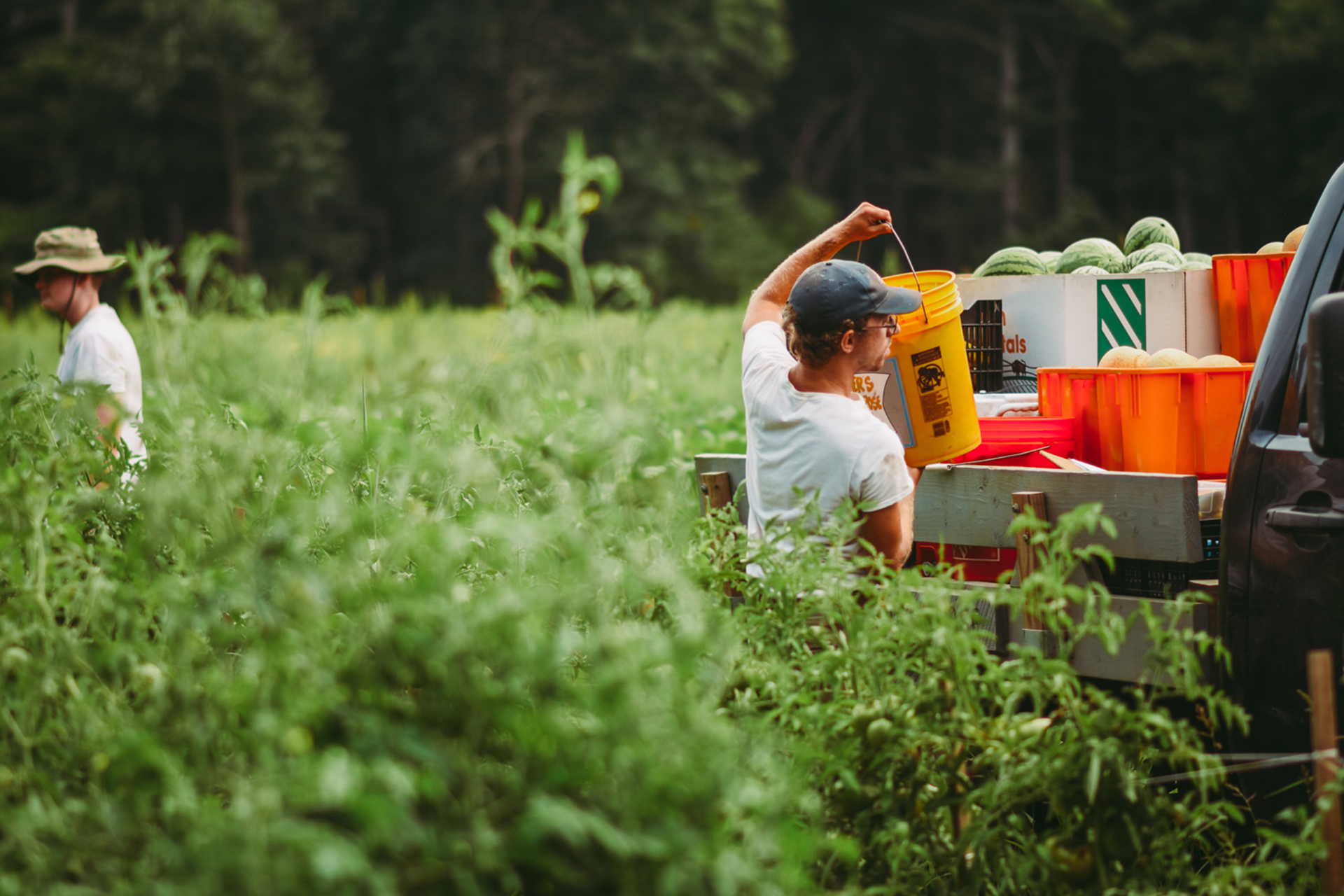 CSA staff loading buckets of greens onto the bed of a truck