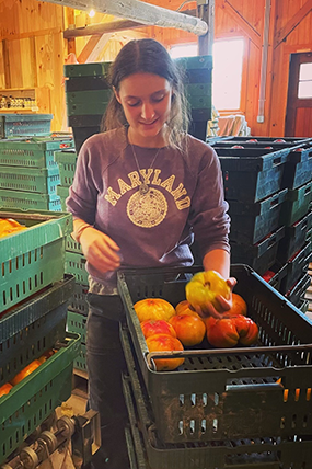 Girl with a purple sweatshirt holds a large vegetable in her hand, moving it from one bucket to another.