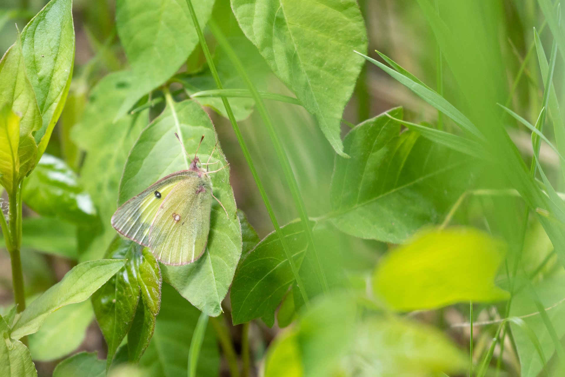 A white butterfly with clear wings on a green leaf.