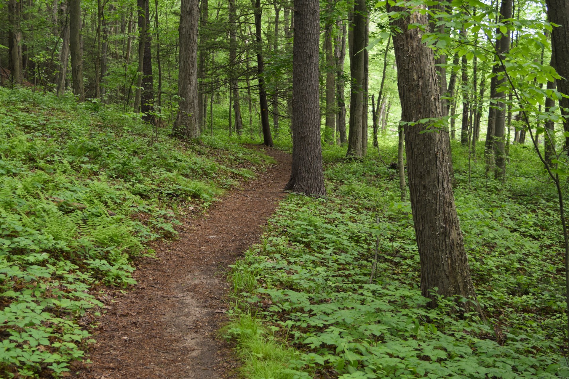 Trail in a forest at Arcadia