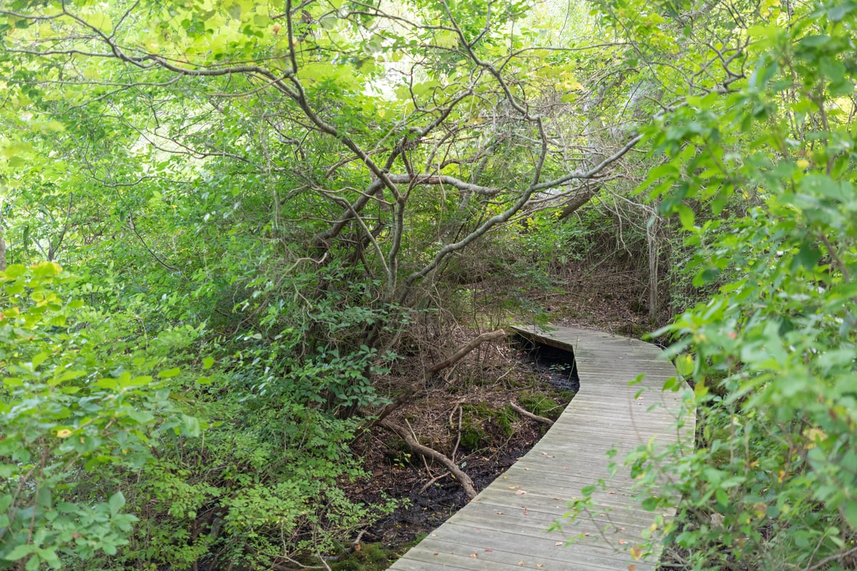 Boardwalk trail at Barnstable Great Marsh