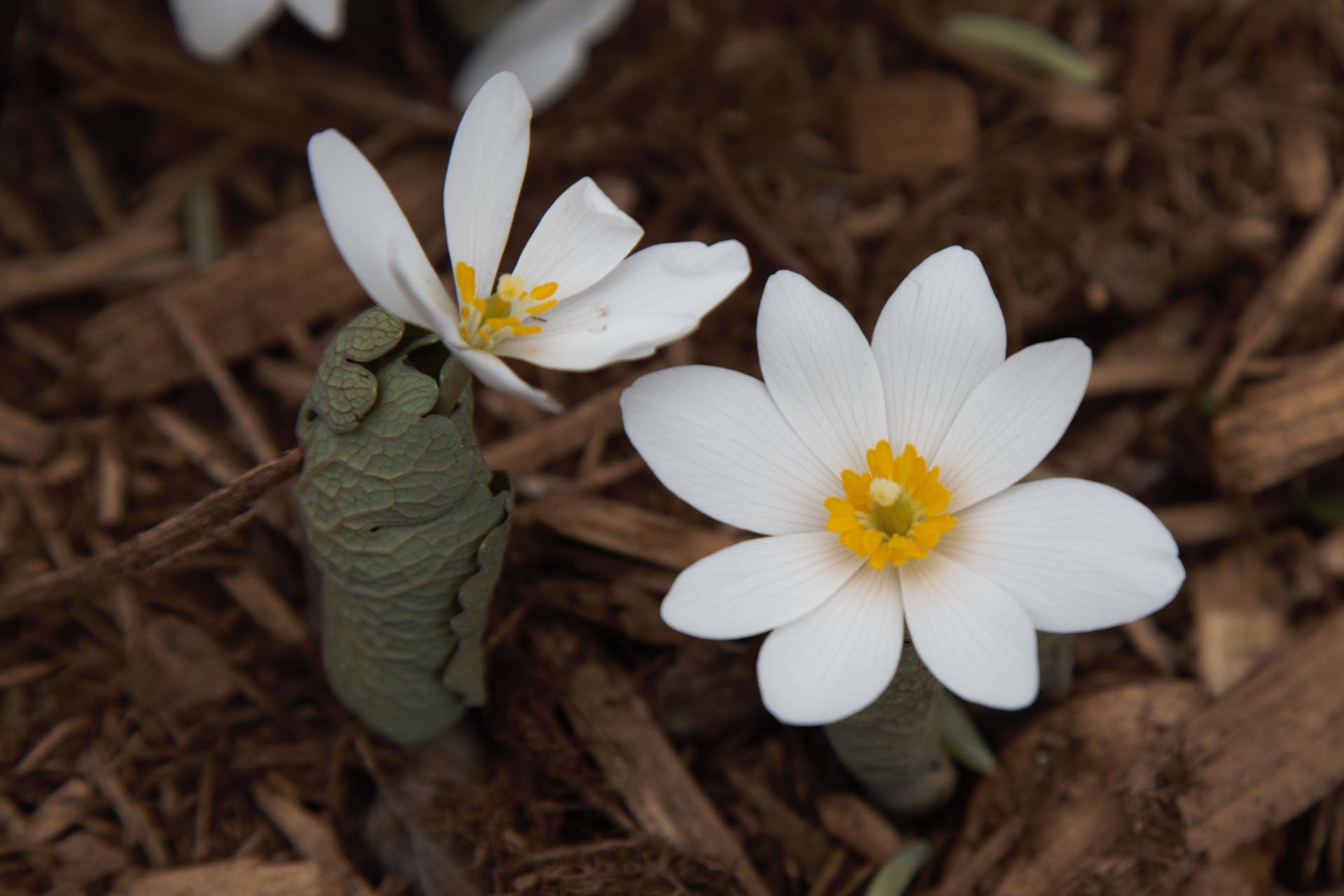 Small white flowers with a yellow middle