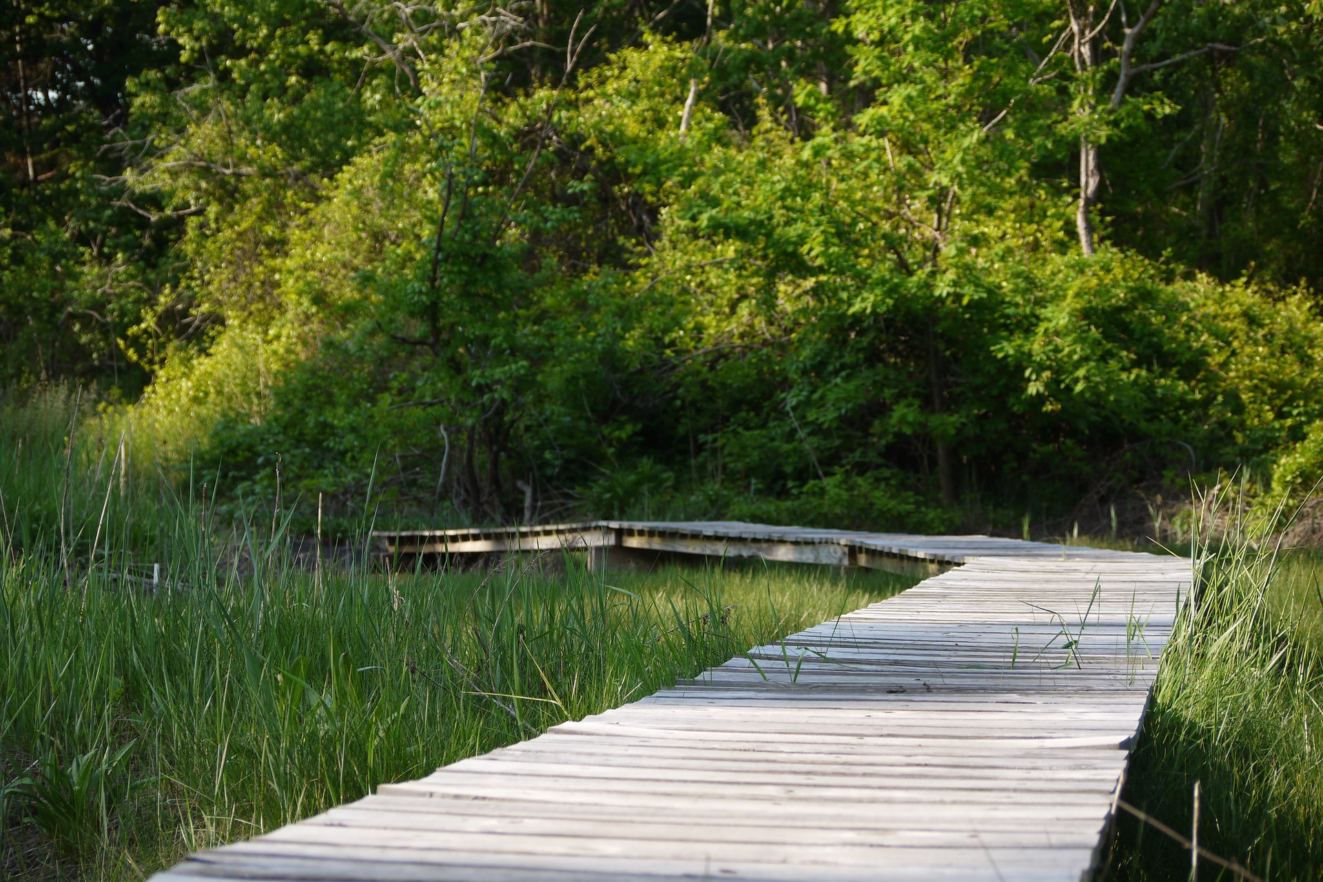 Nahant Thicket Boardwalk