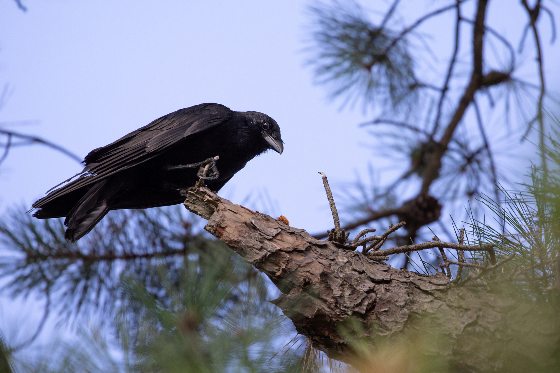 Crow looking down from branch