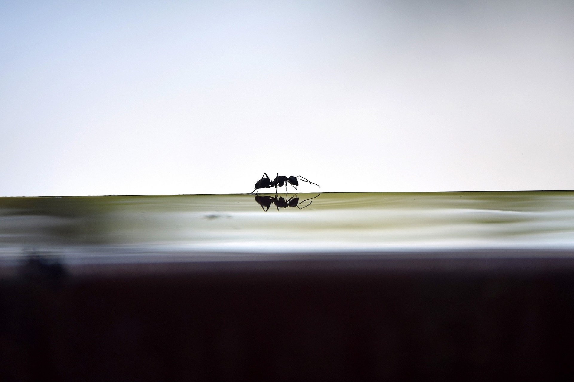 An ant is silhouetted as it crawls along a surface.