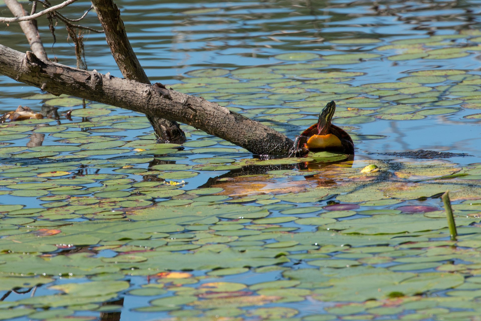 A turtle half in the lily-pad filled water and half on a log, sunbathing.