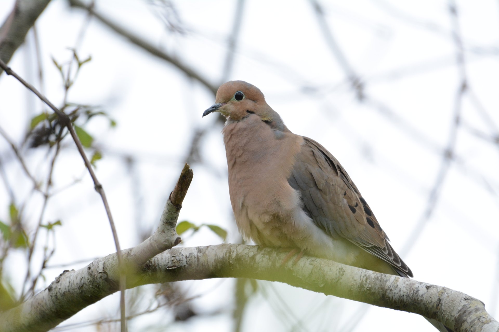 Mourning Dove on branch