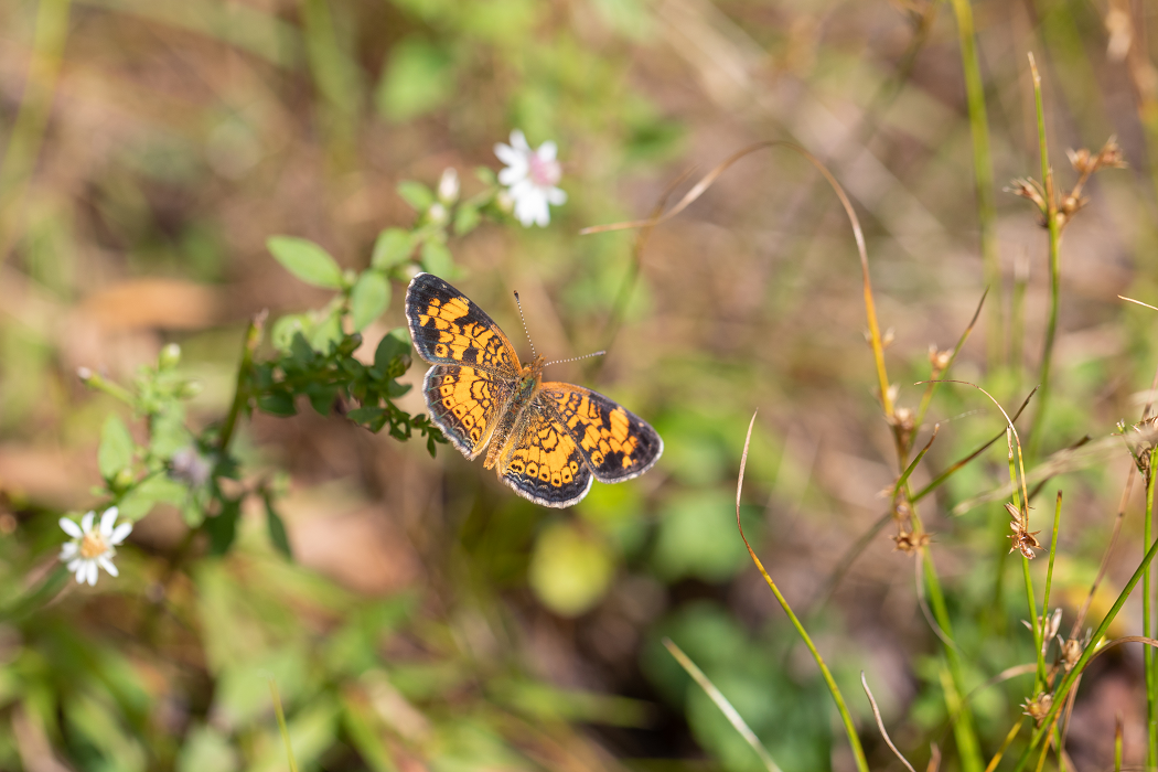 Butterfly at Flat Rock Wildlife Sanctuary