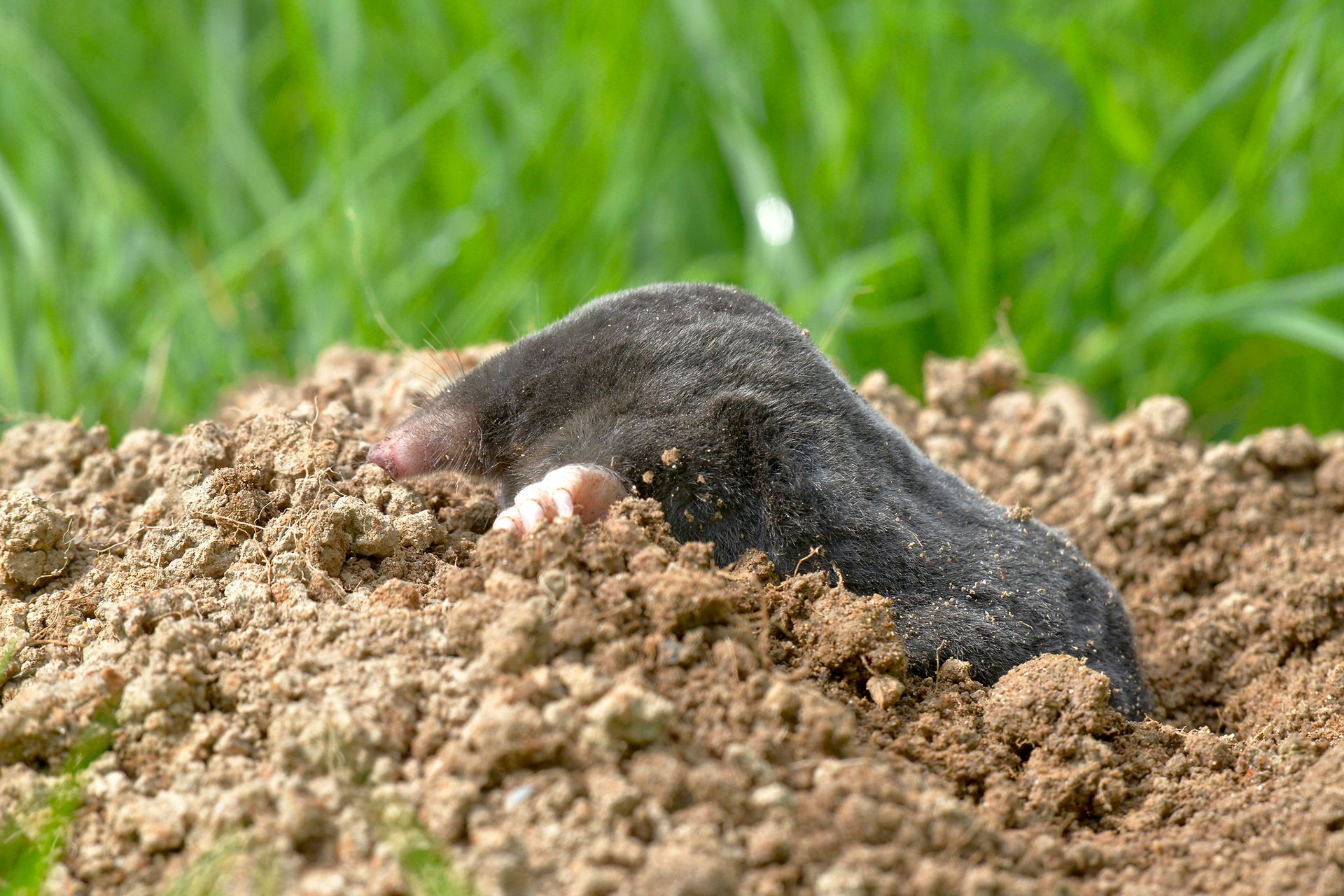 Mole emerging from the ground