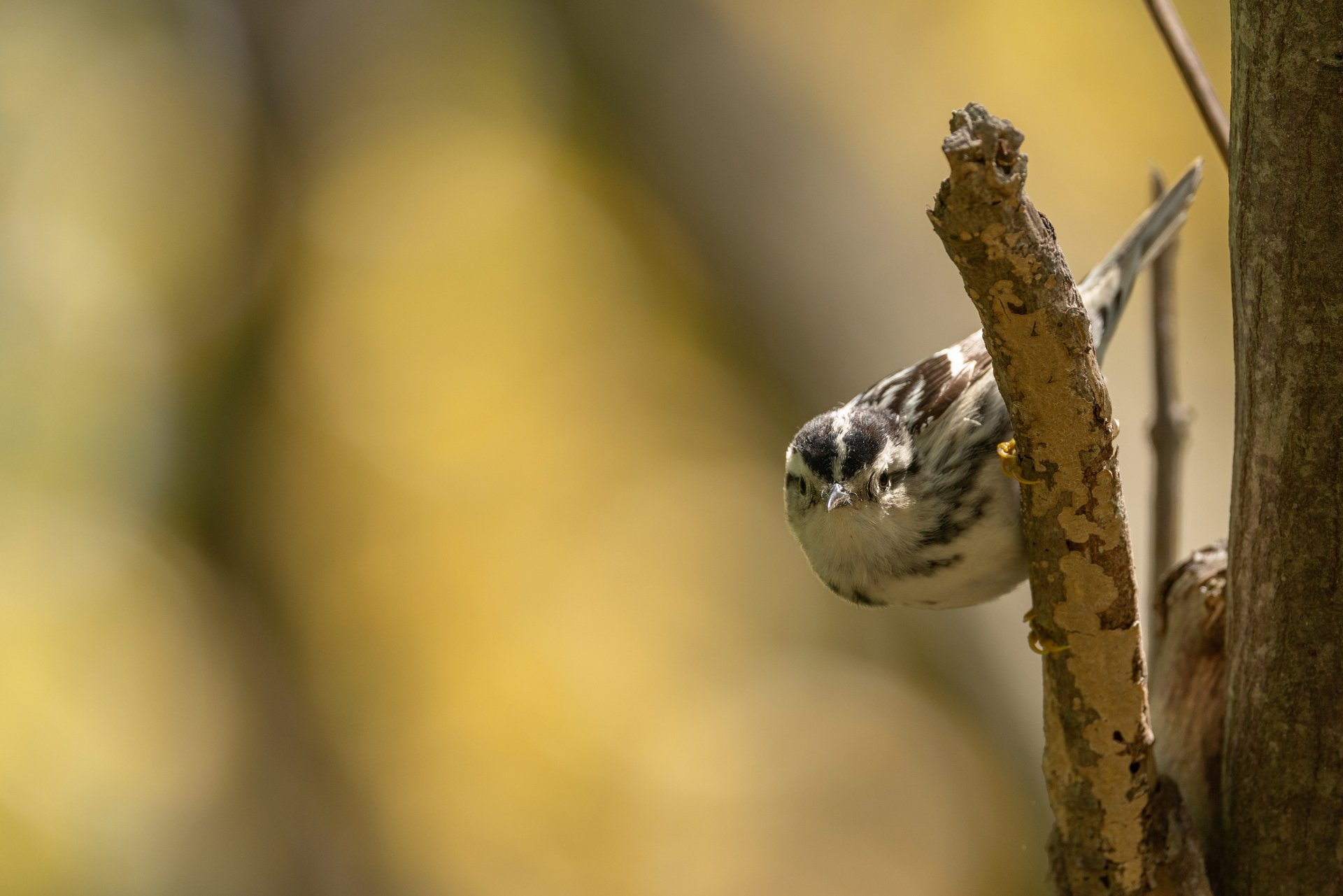black and white warbler on side of tree