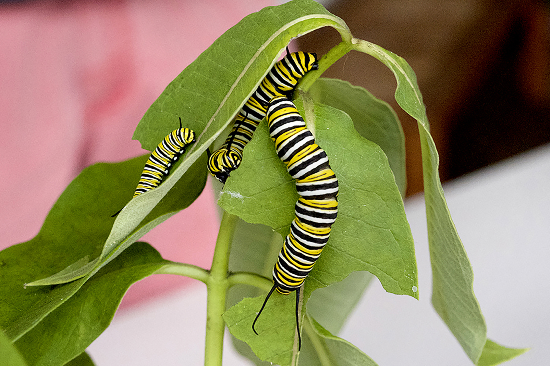 Caterpillars on leaves of a plant stalk
