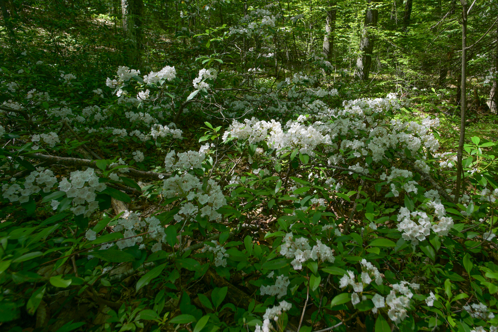 Bush of white flowers.