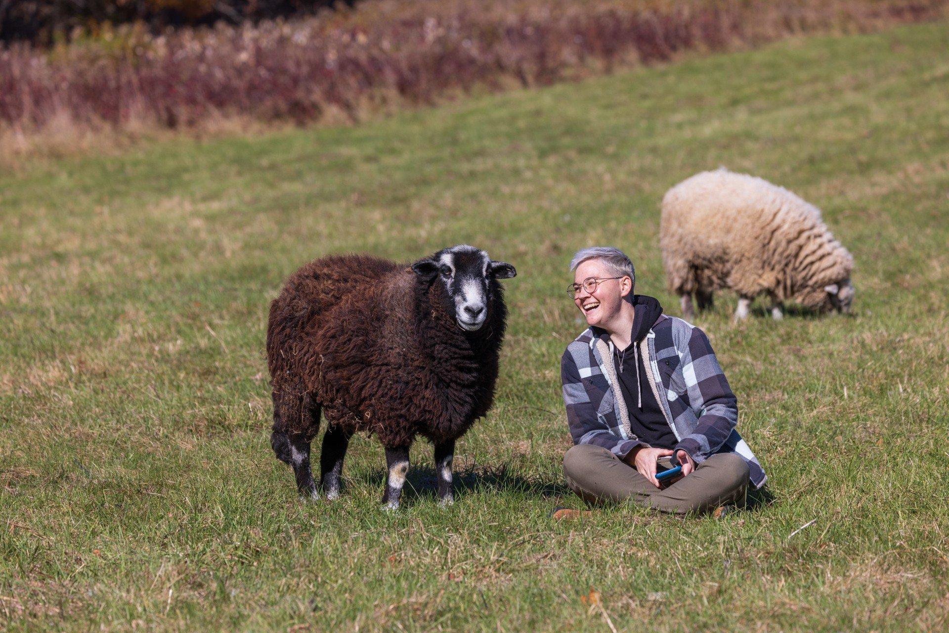 Person sitting with Wachusett Meadow Sheep