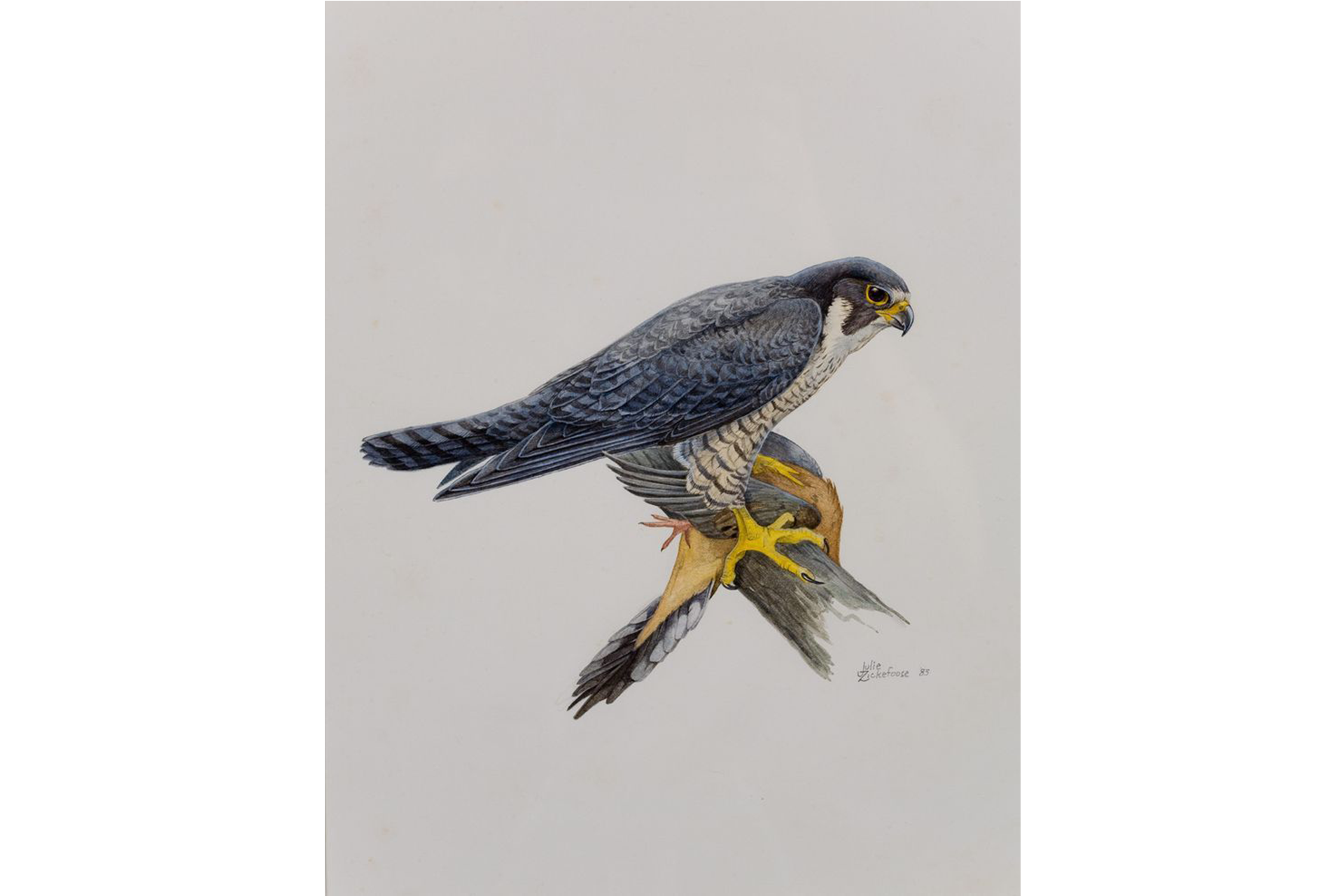 Peregrine Falcon by J Zickefoose