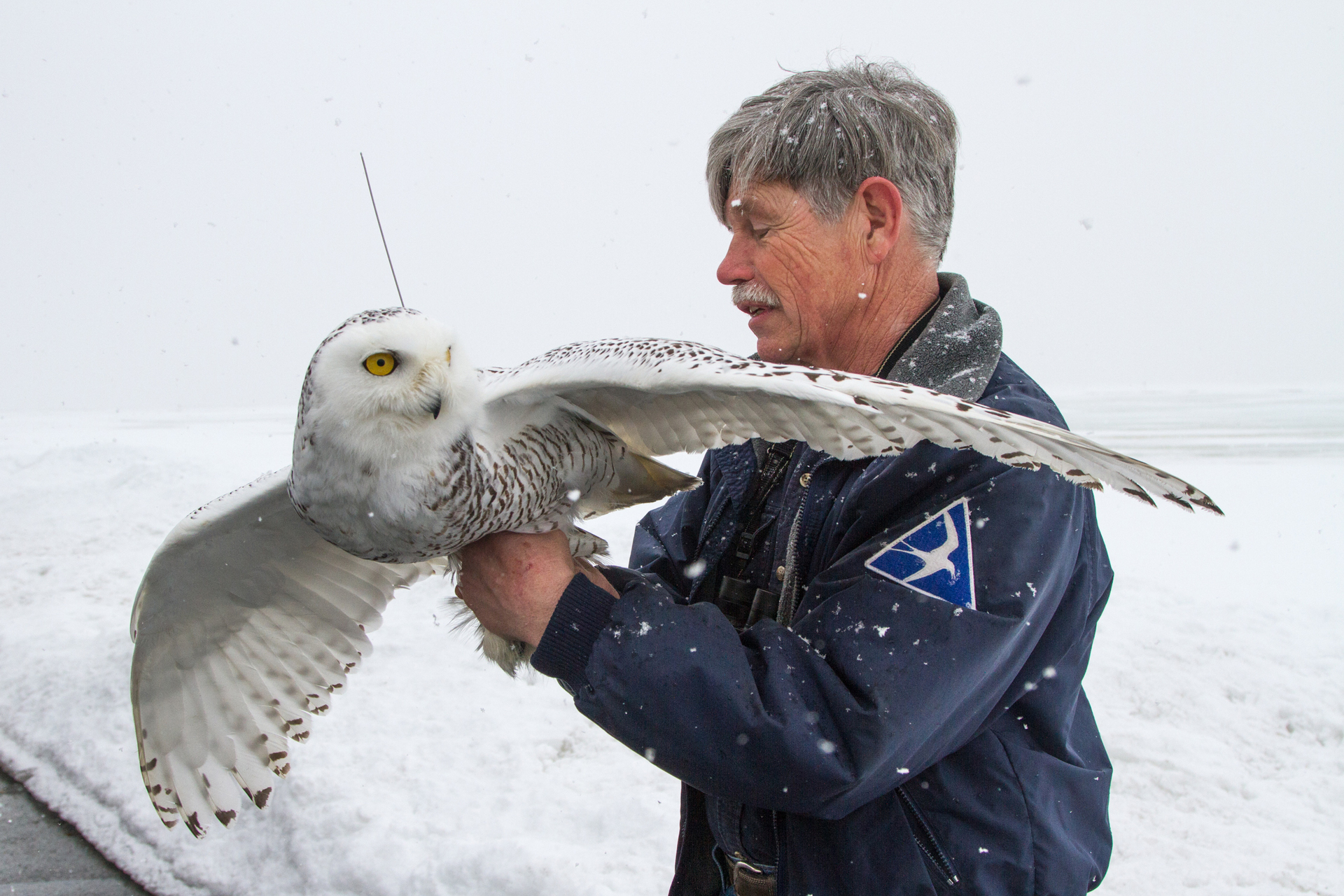 Norman Smith holding a Snowy Owl with a transmitter