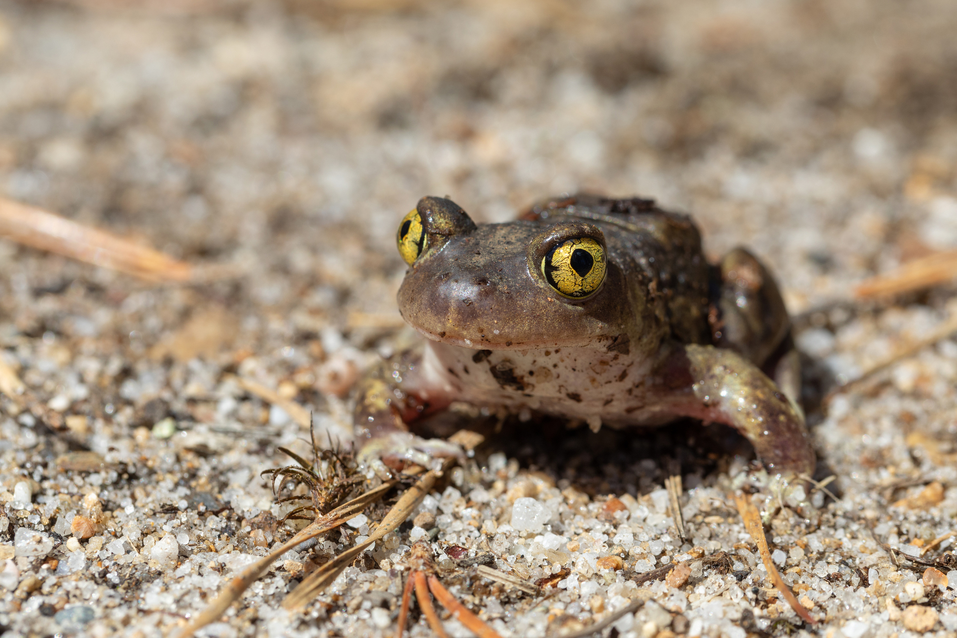 Spadefoot toad on a bed of sand and twigs