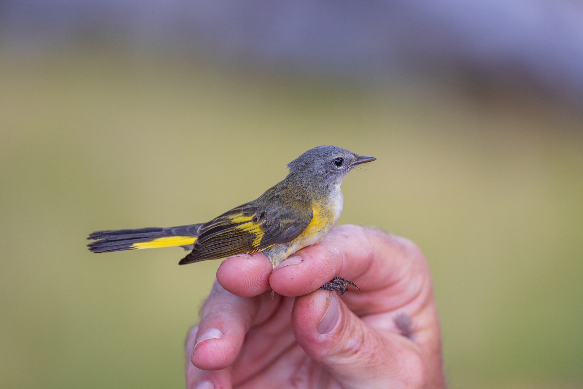 American Redstart held be a hand