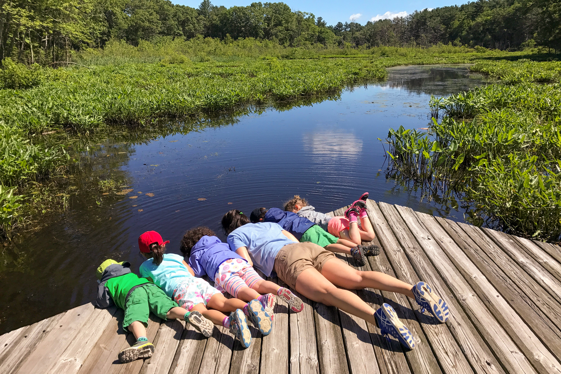 Several campers at Broadmoor Nature Camp lying on their stomachs at the edge of a boardwalk platform, peering down into the water below, looking for fish and other creatures