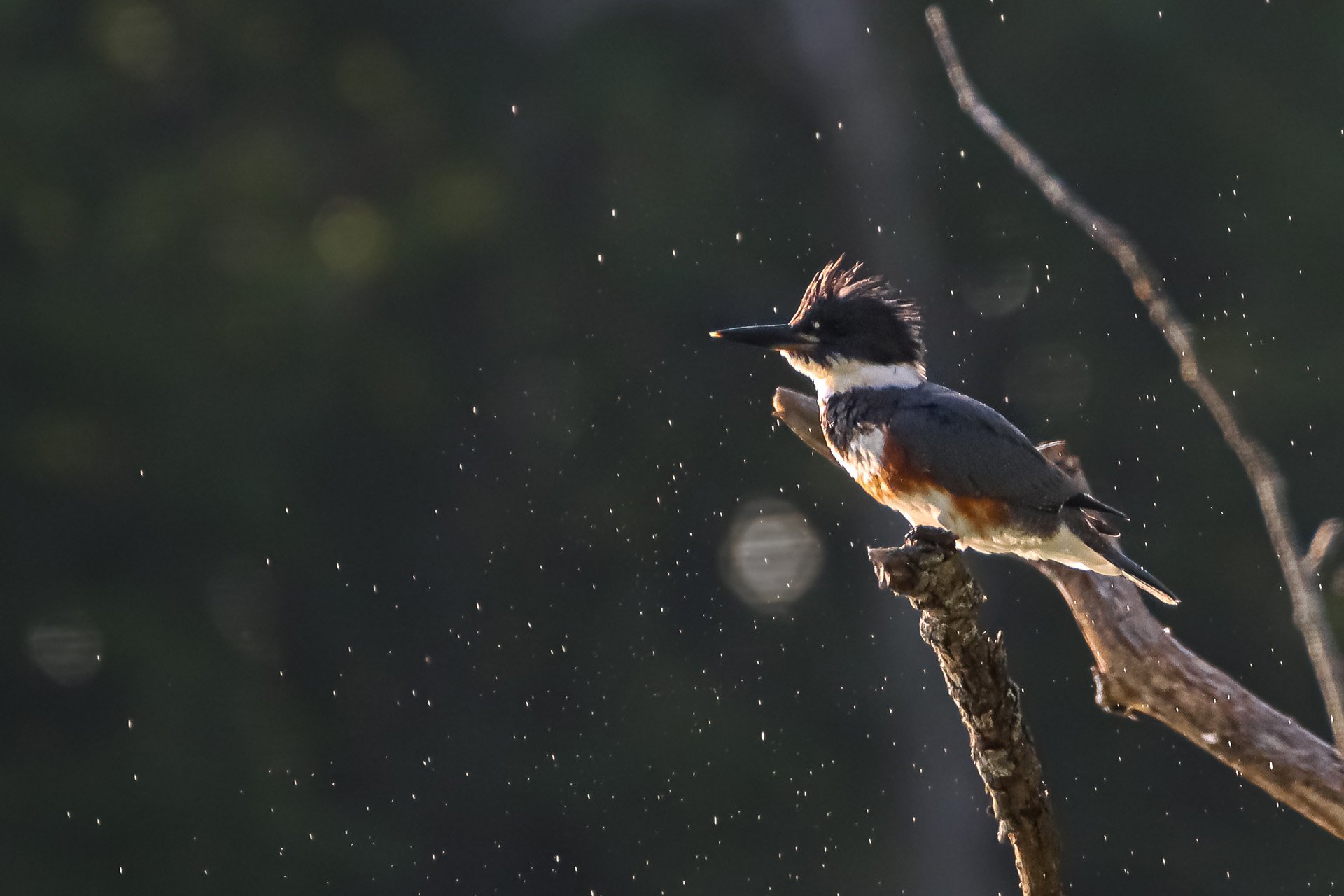Belted Kingfisher with water droplets