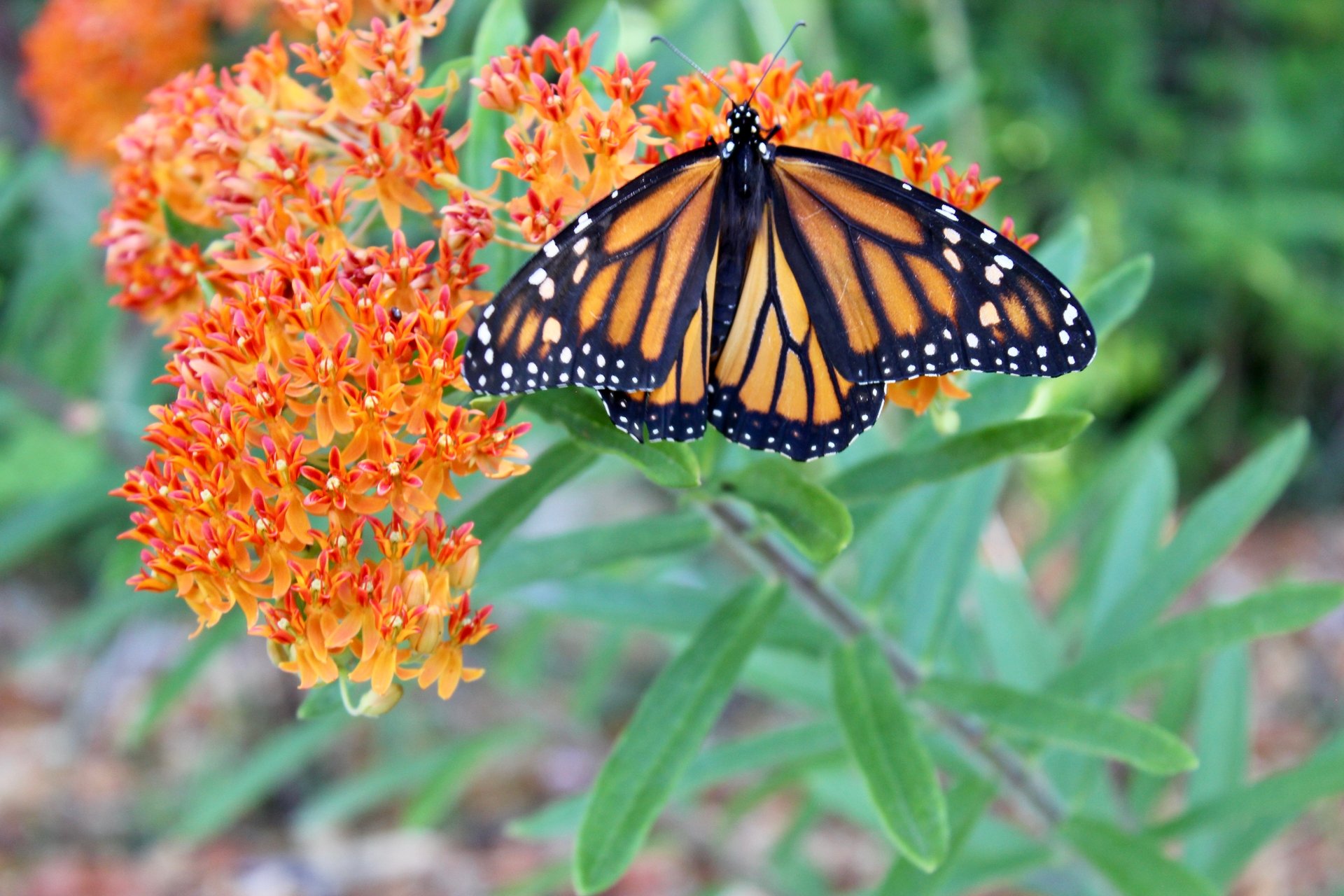 A Monarch butterfly on orange Butterfly Weed.