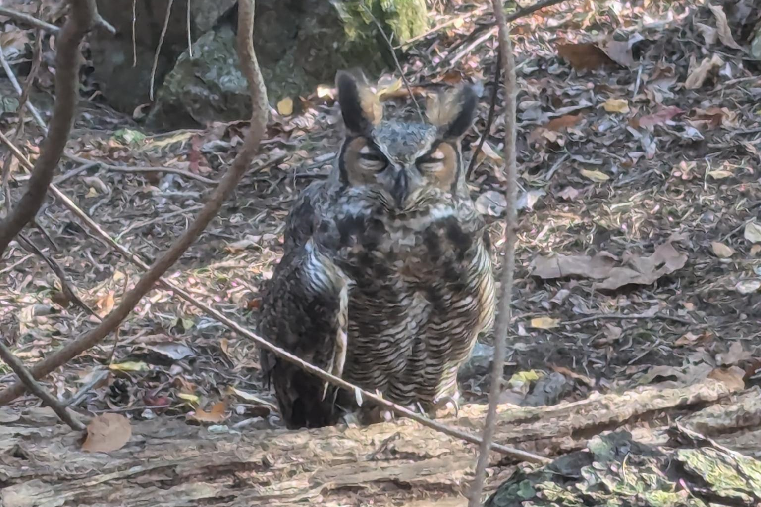 The Great Horned Owl found at Habitat