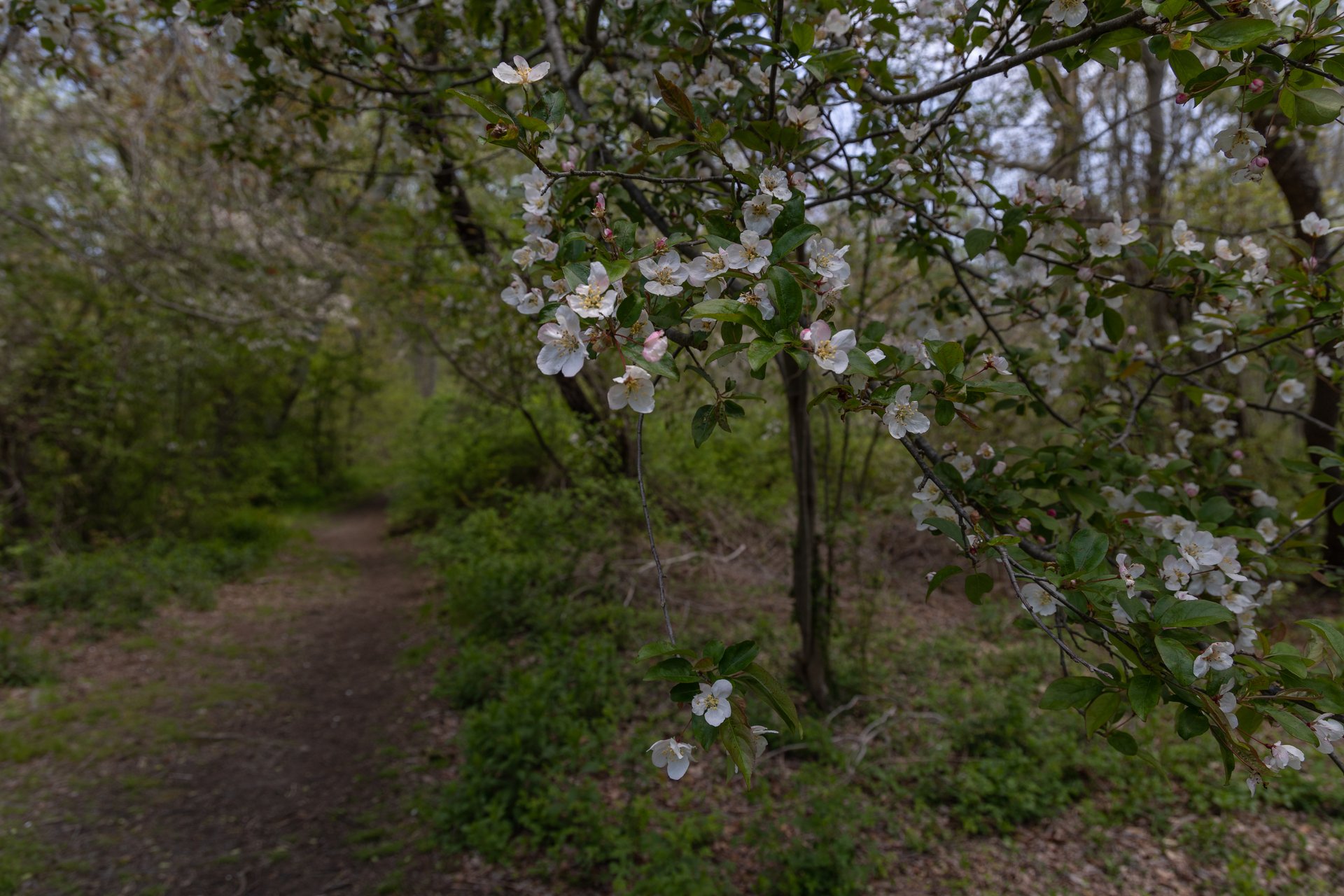 Small white flowers on thin twigs in focus with a trail in the woods in the background.