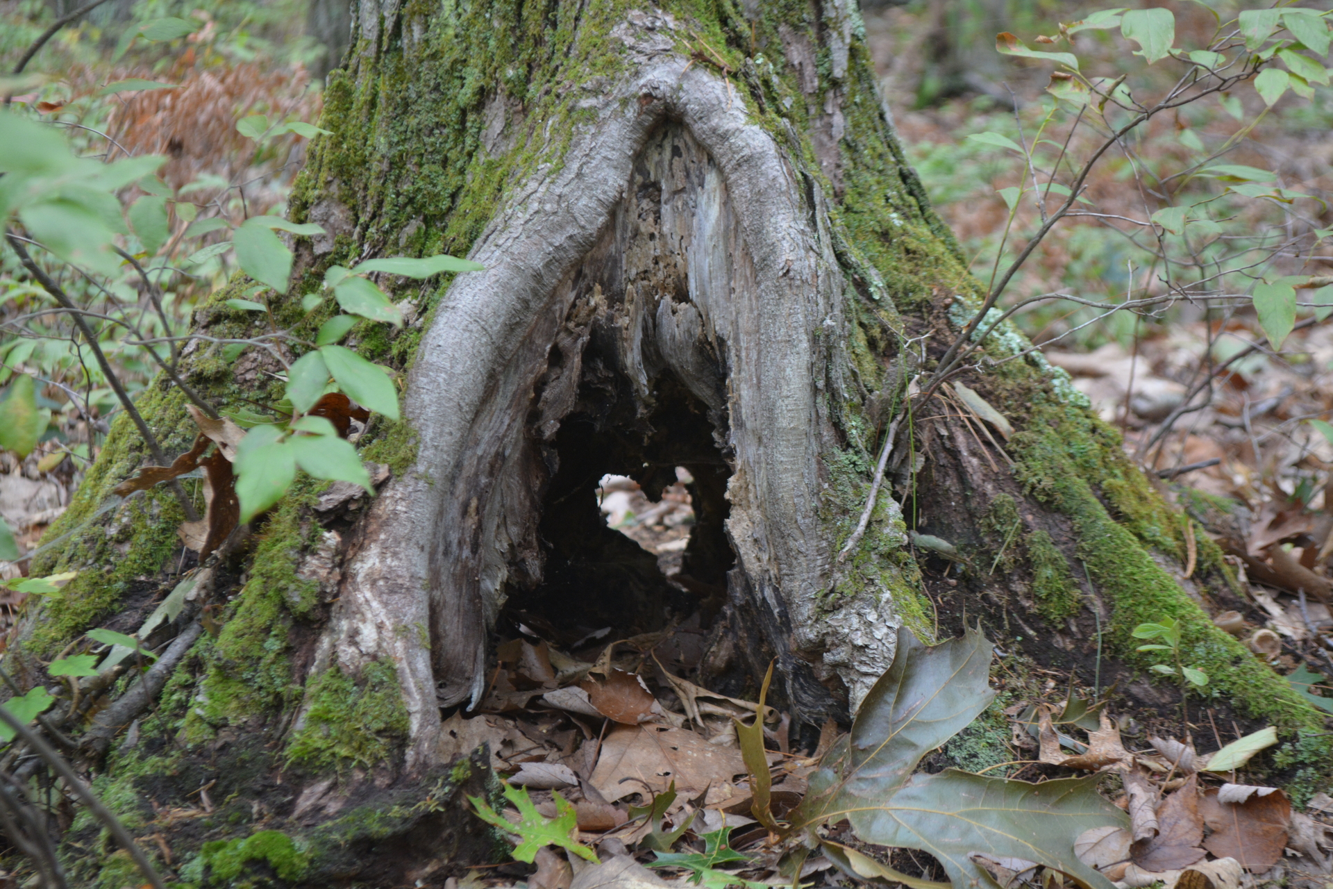 Tree stump with heart shaped opening