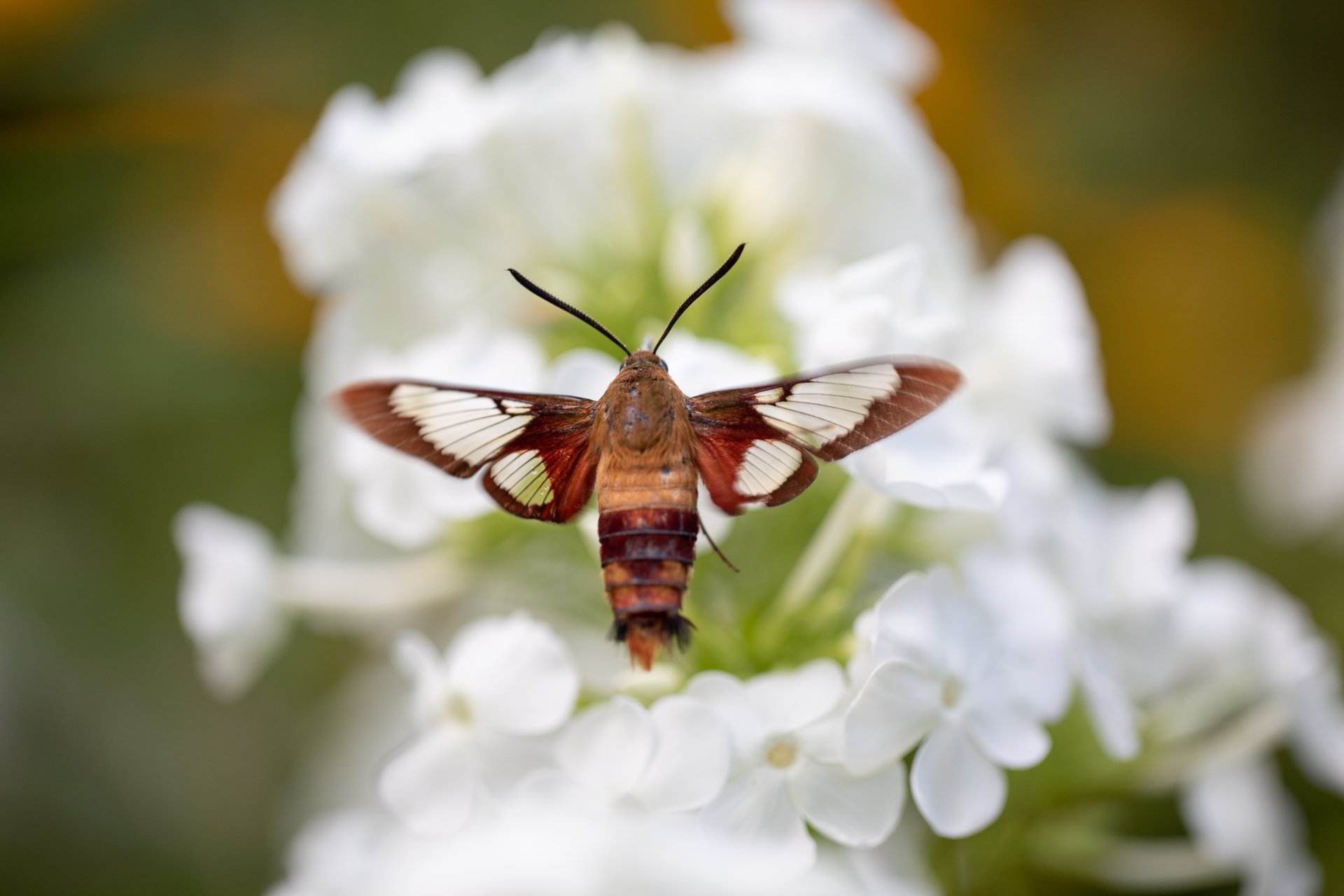 Hummingbird Moth on Viburnum