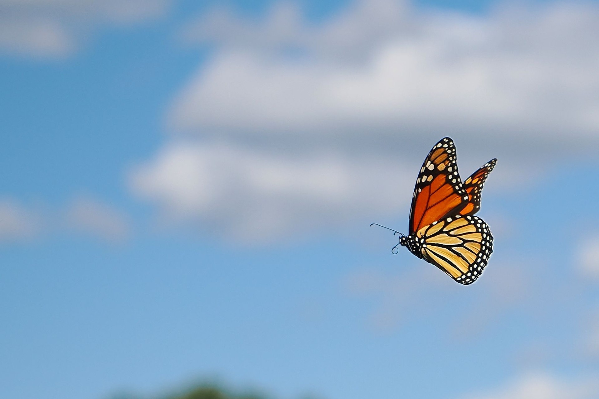 monarch butterfly flying in sky
