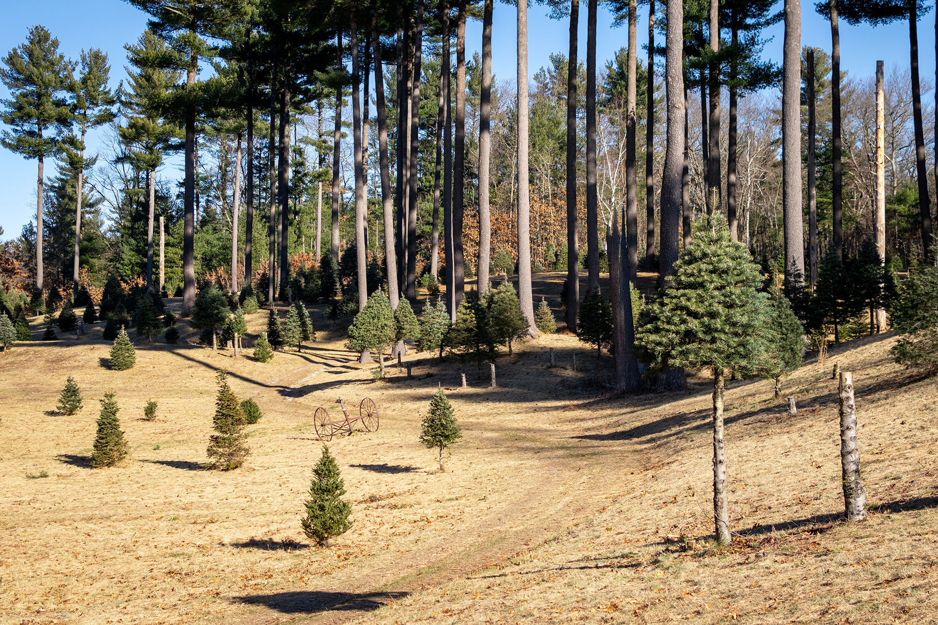 Pawtucket Farm landscape with small Christmas trees and forest behind