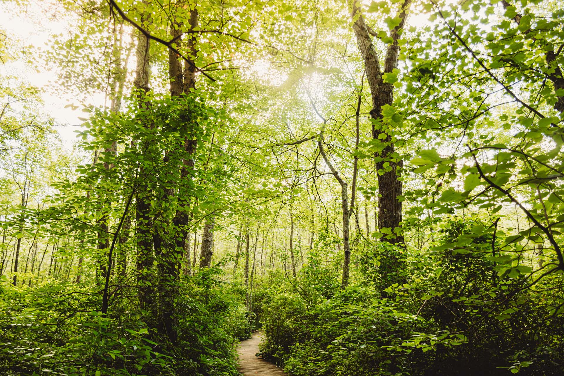 Tree covered trail at Moose Hill