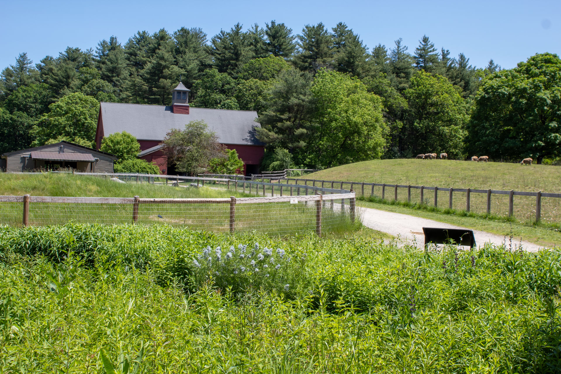 Flat, wide trail leading towards Drumlin Farm's Red Barn