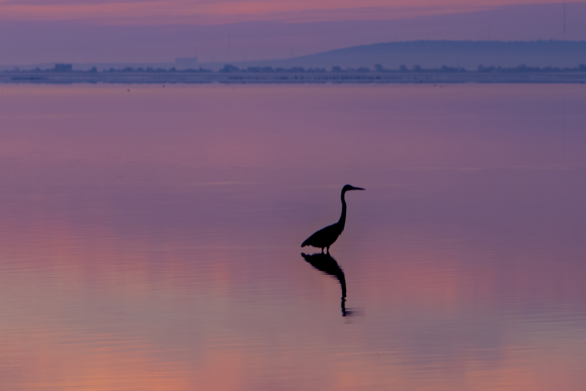 Heron in water at sunset