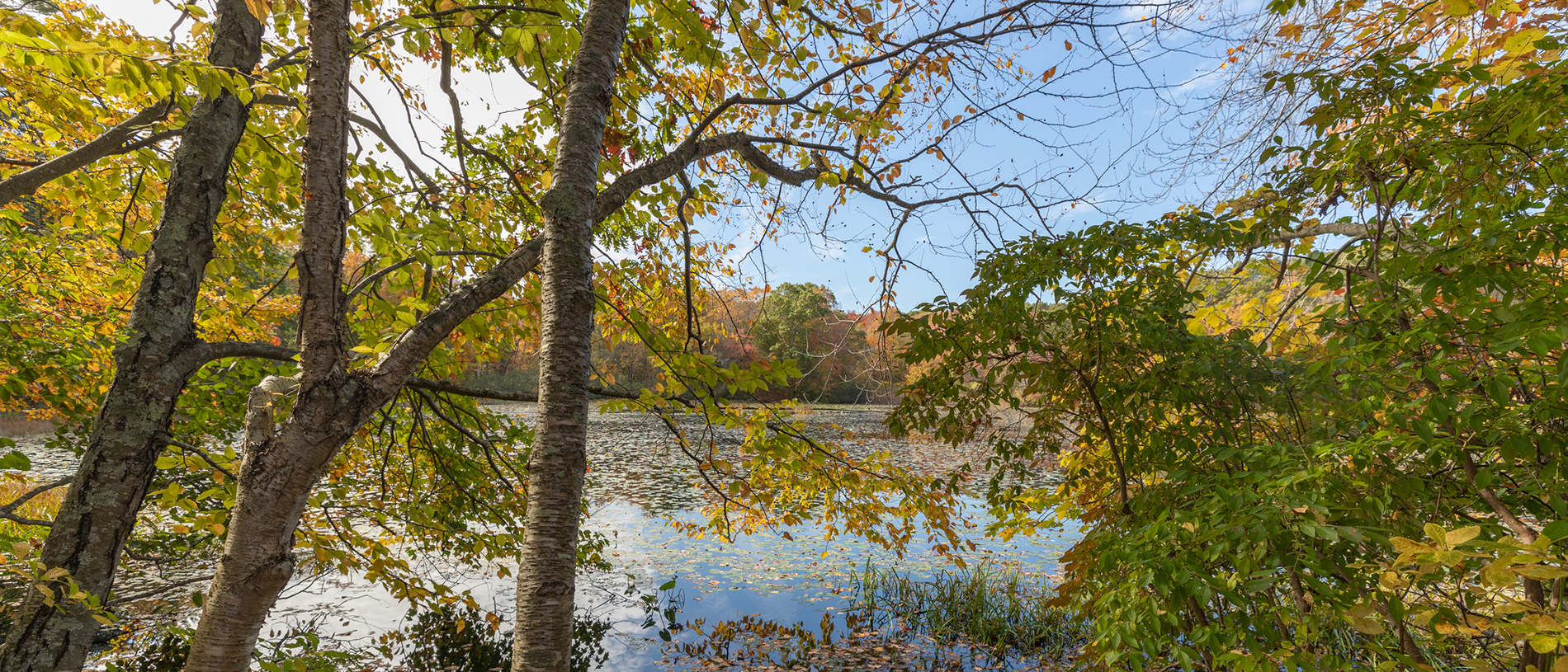 view through trees to pond in fall at Oak Knoll