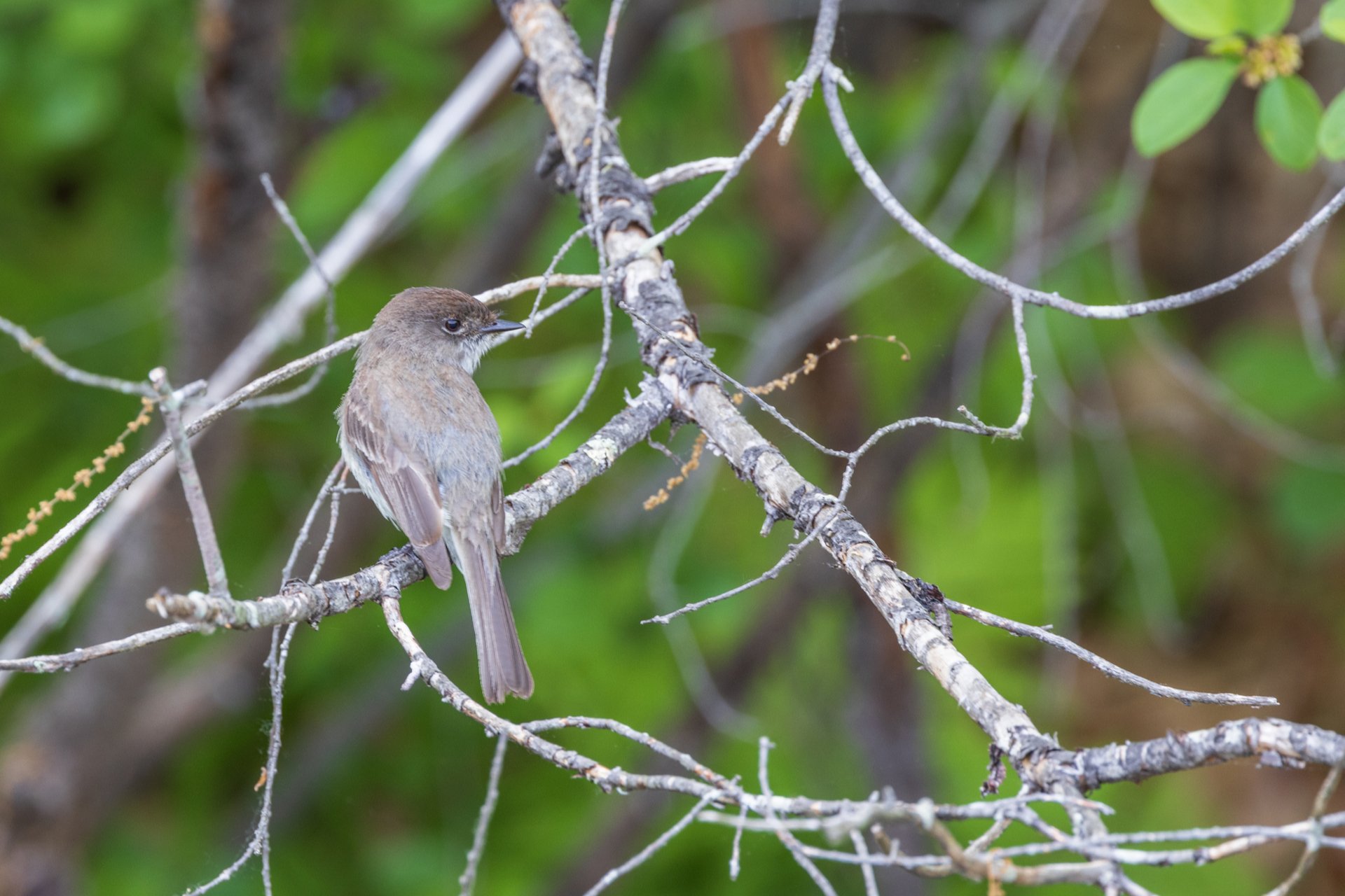 Eastern Phoebe perched on branches