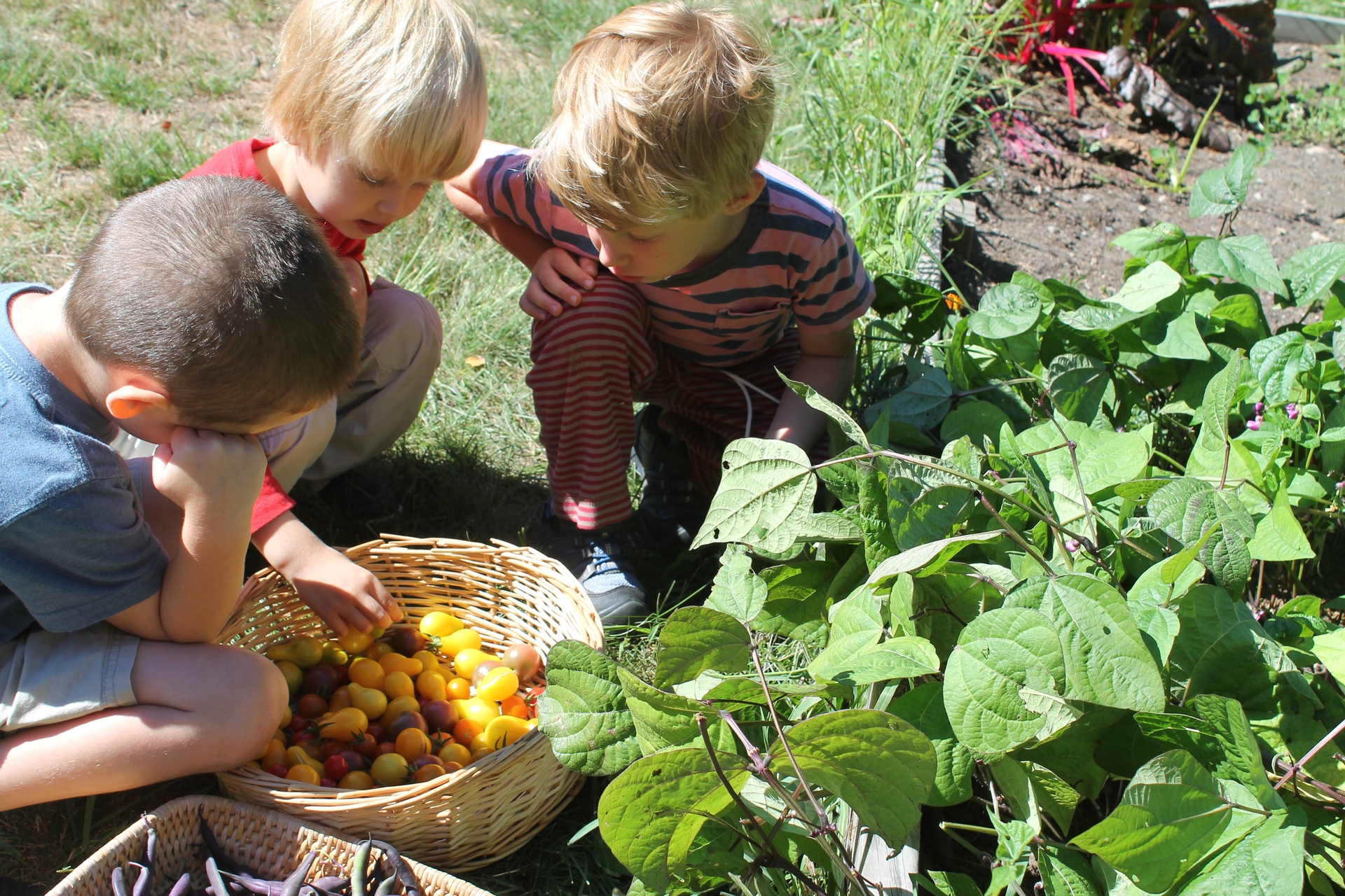 Ipswich River Preschool Boys Picking Tomatoes