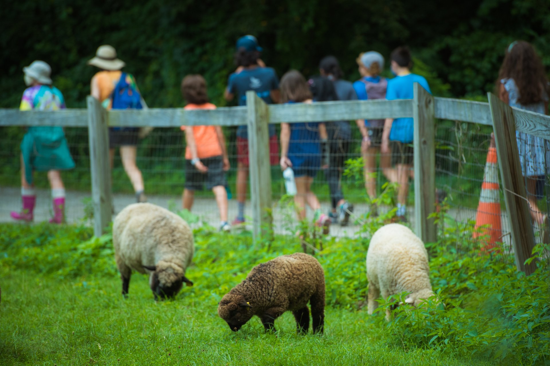 Campers walking at Drumlin Farm behind sheep enclosure