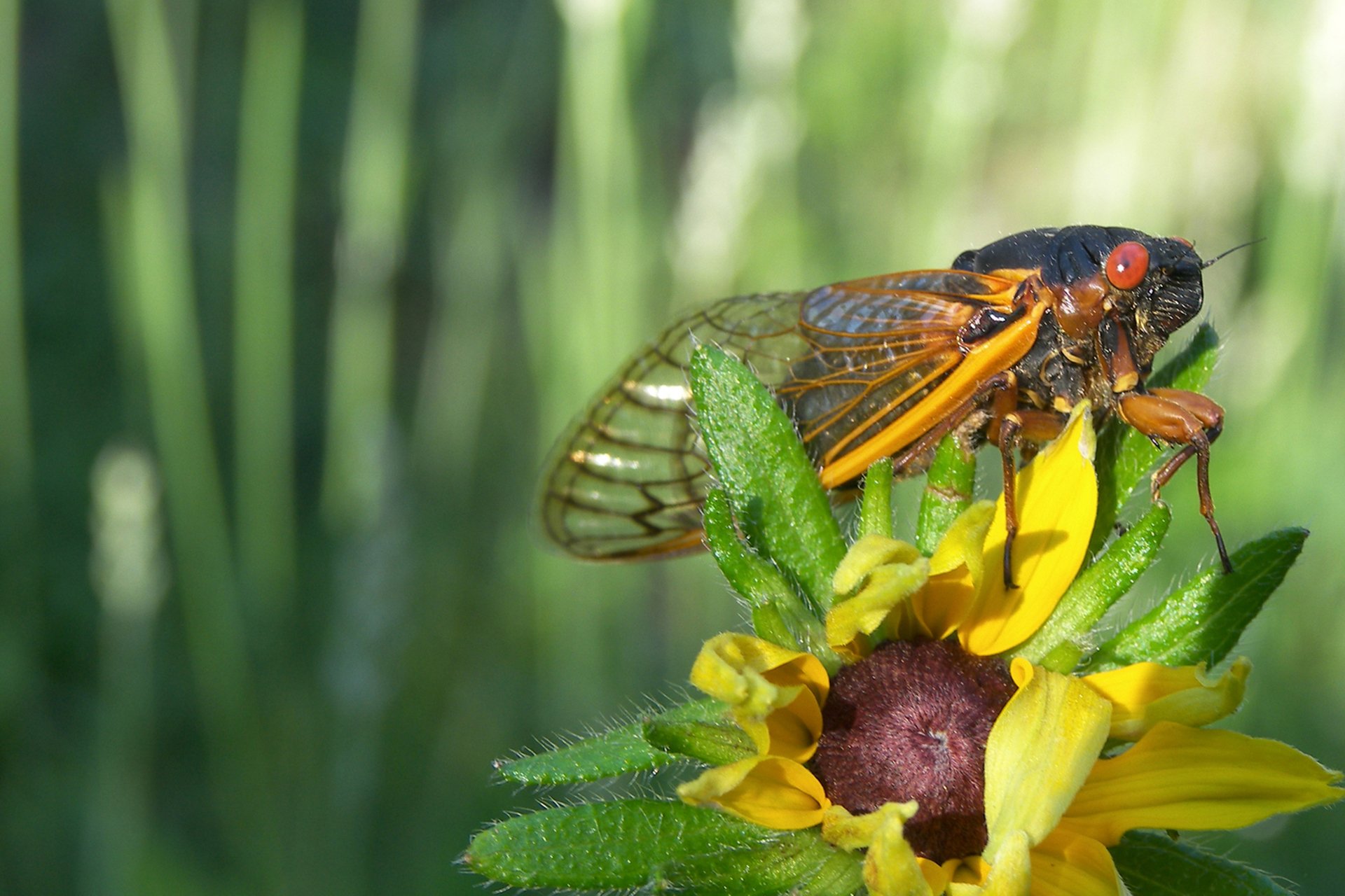 Cicada on Sunflower