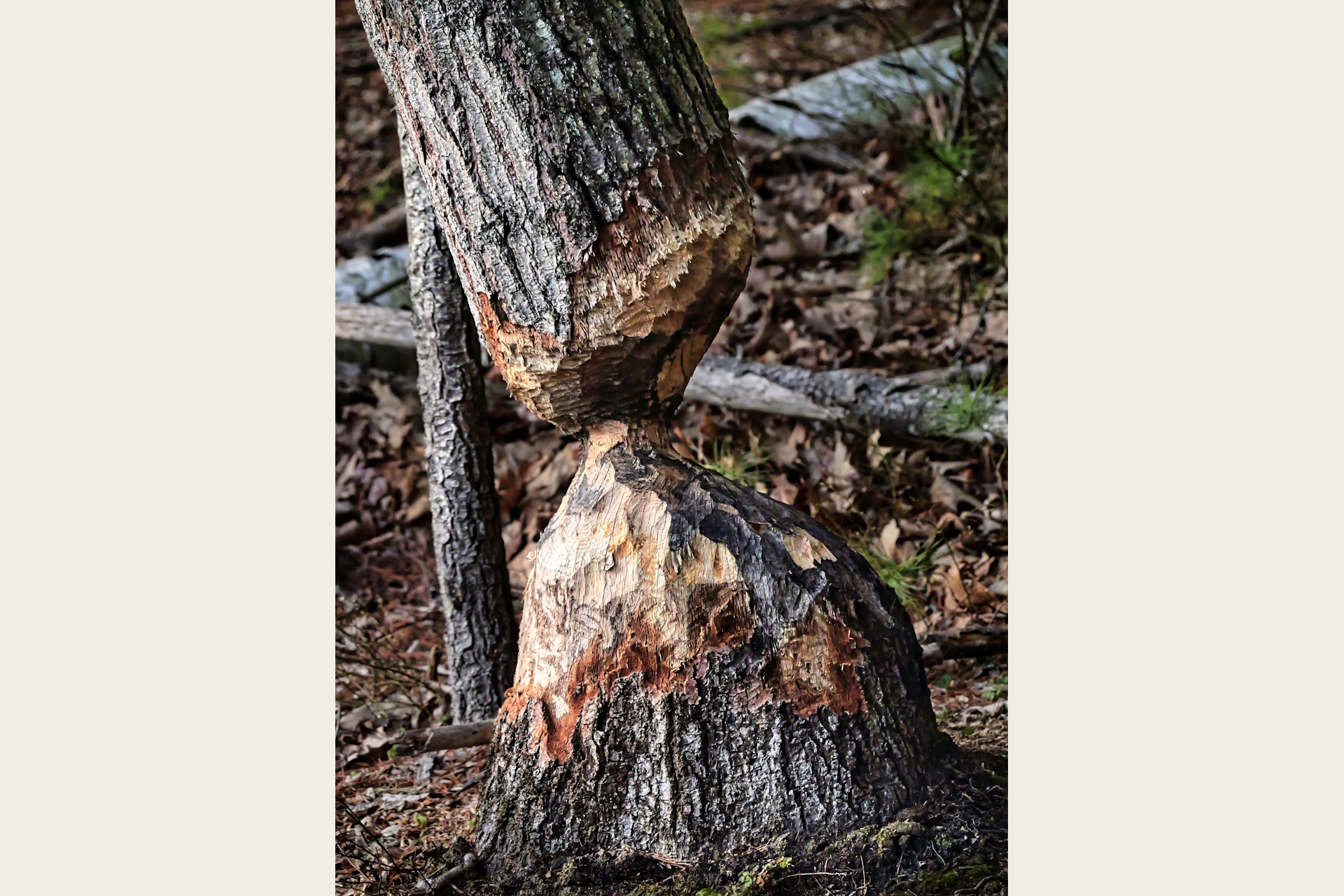 Photograph of a tree that has been gnawed to a narrow point by beavers