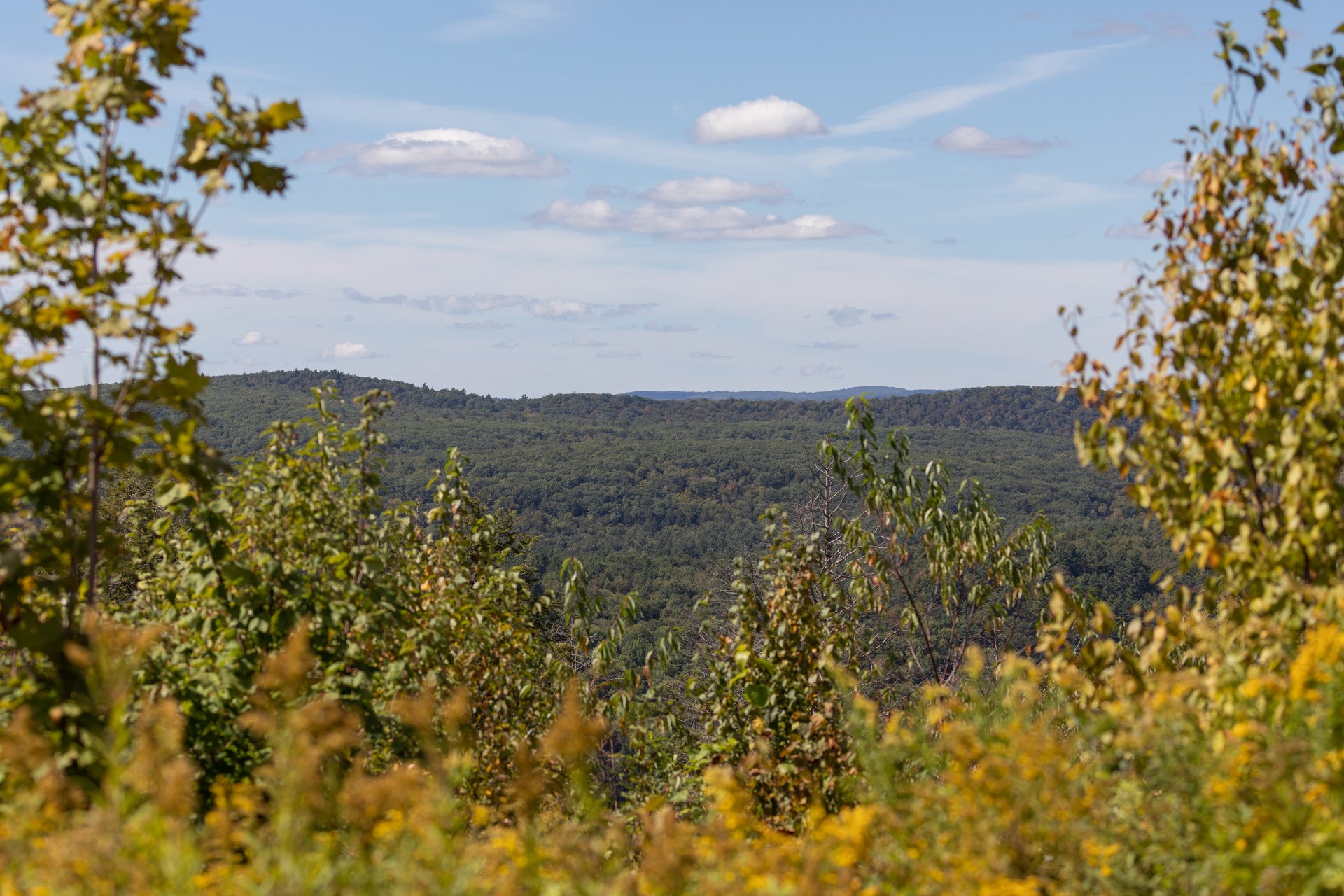 Trees in the forefront with a view of the surrounding hills.