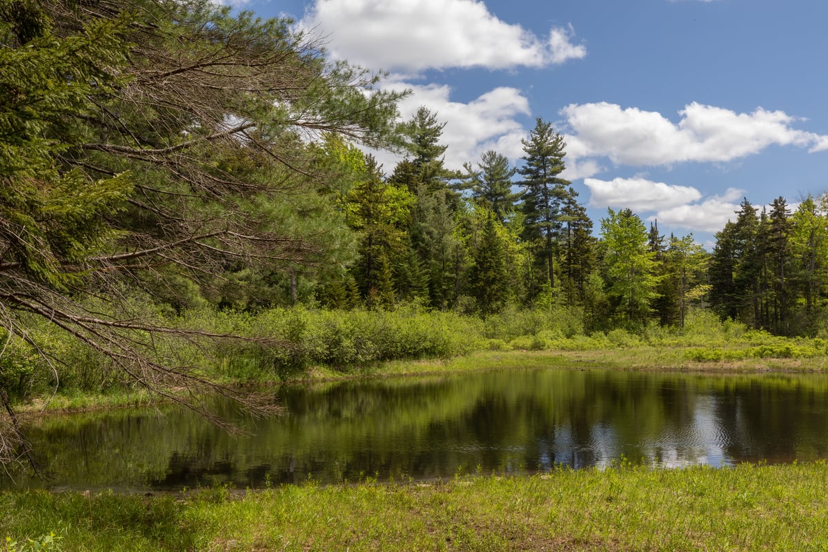 Green pine trees surround a marshy wetland.